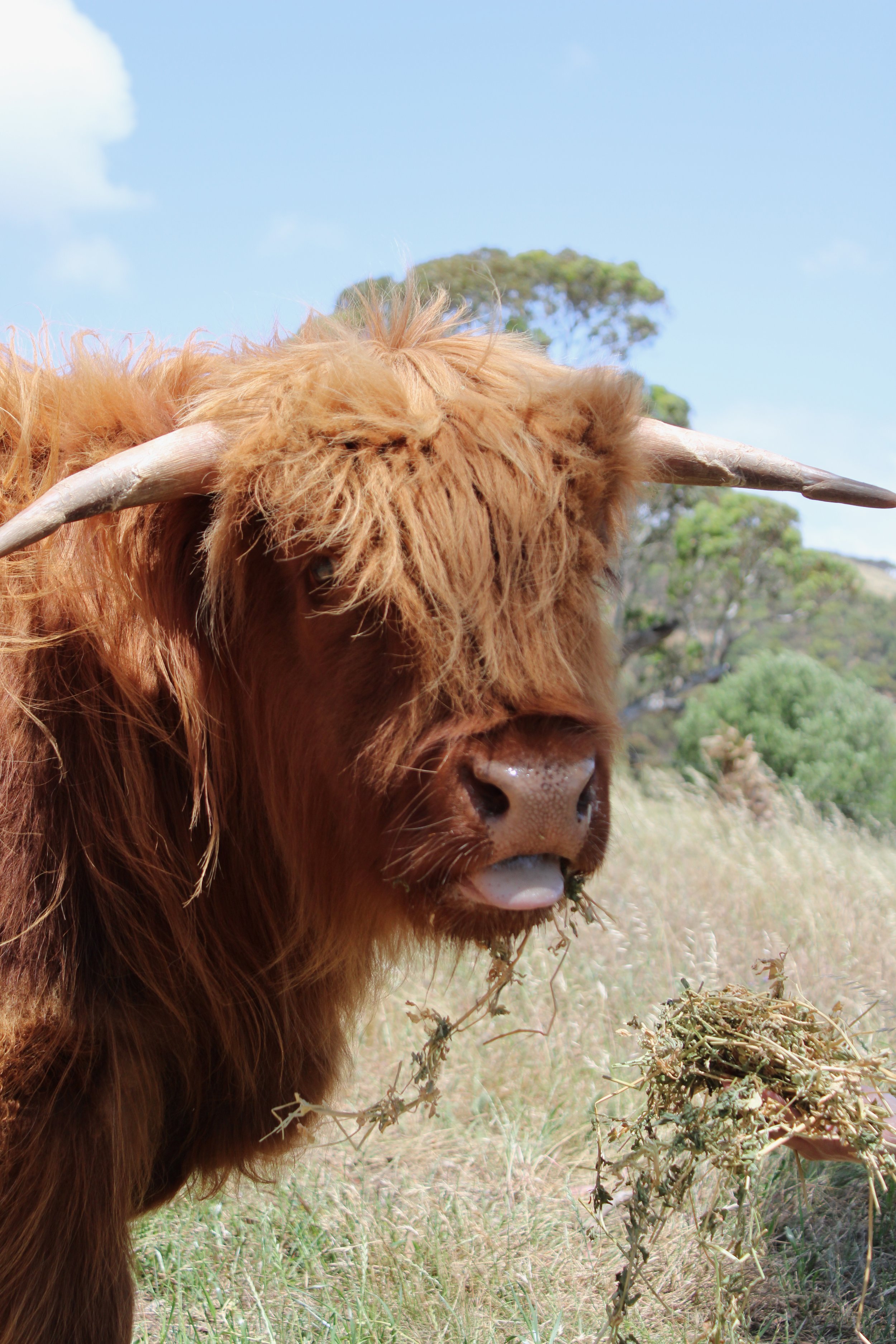 Frankie - Highland Fluffy Cow
