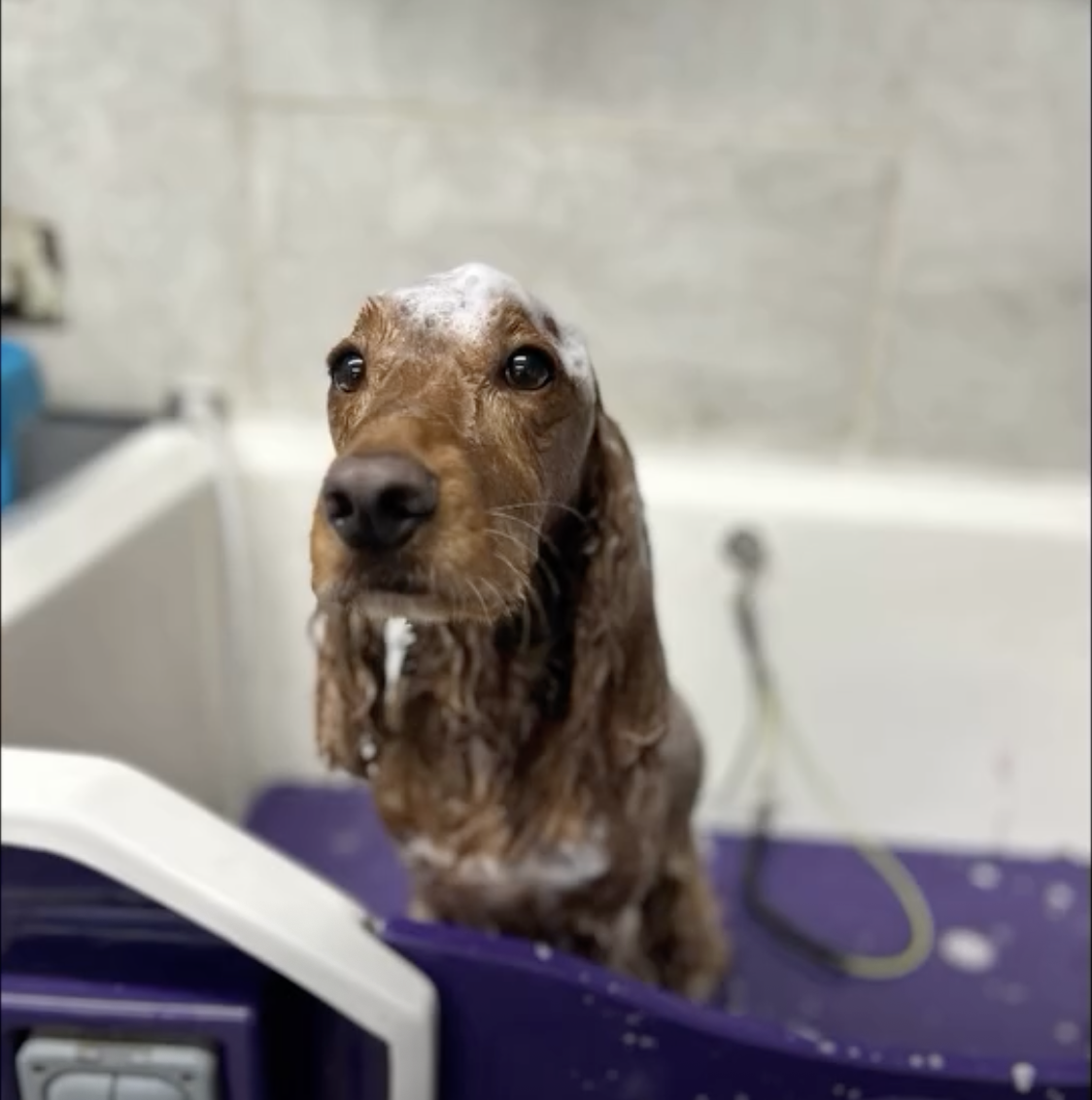 A dog in a bath getting washed ready for his groom at woof wash trim