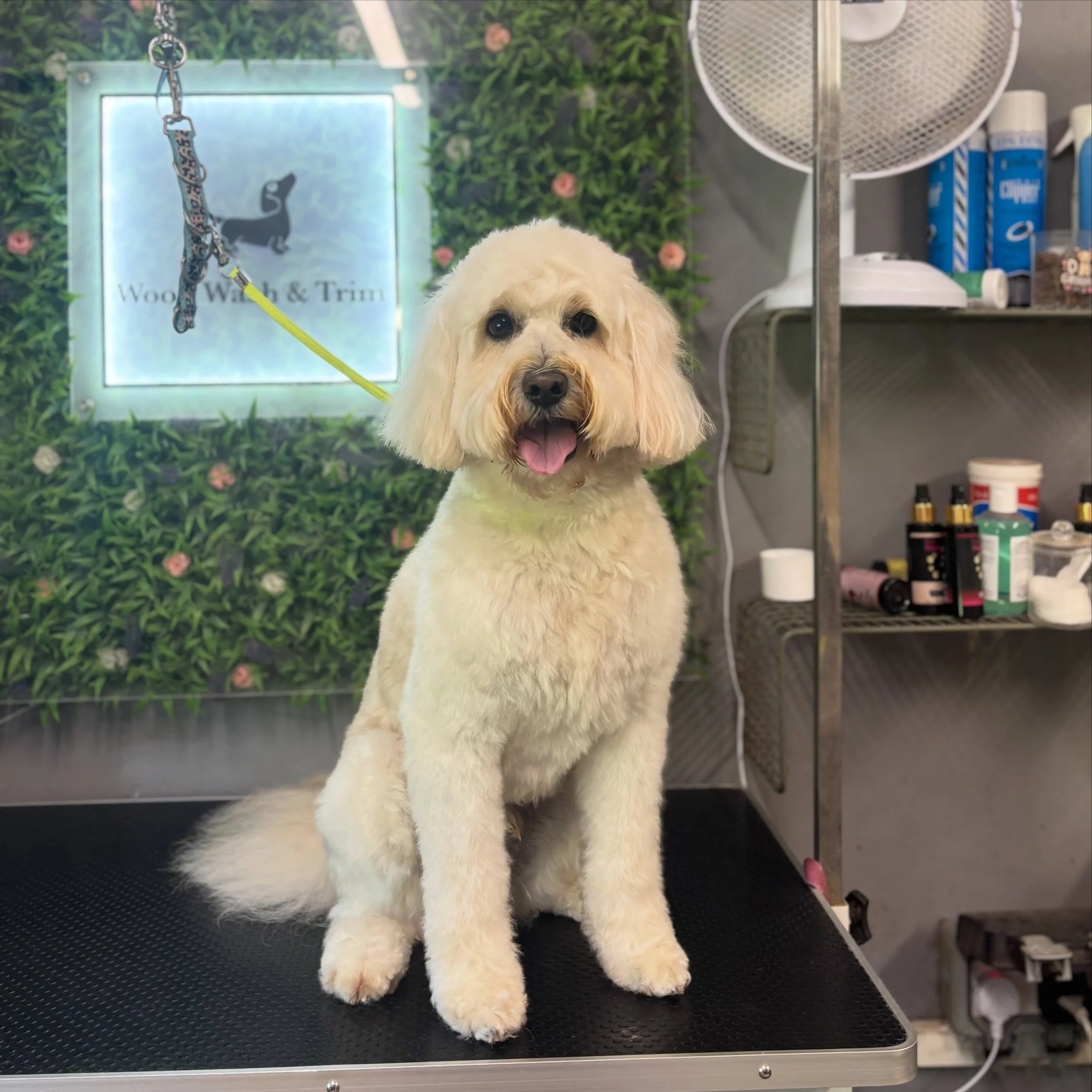 Gus, Poppy and Barney 💝 

Very hot morning in the salon so plenty of breaks were needed! 🫠