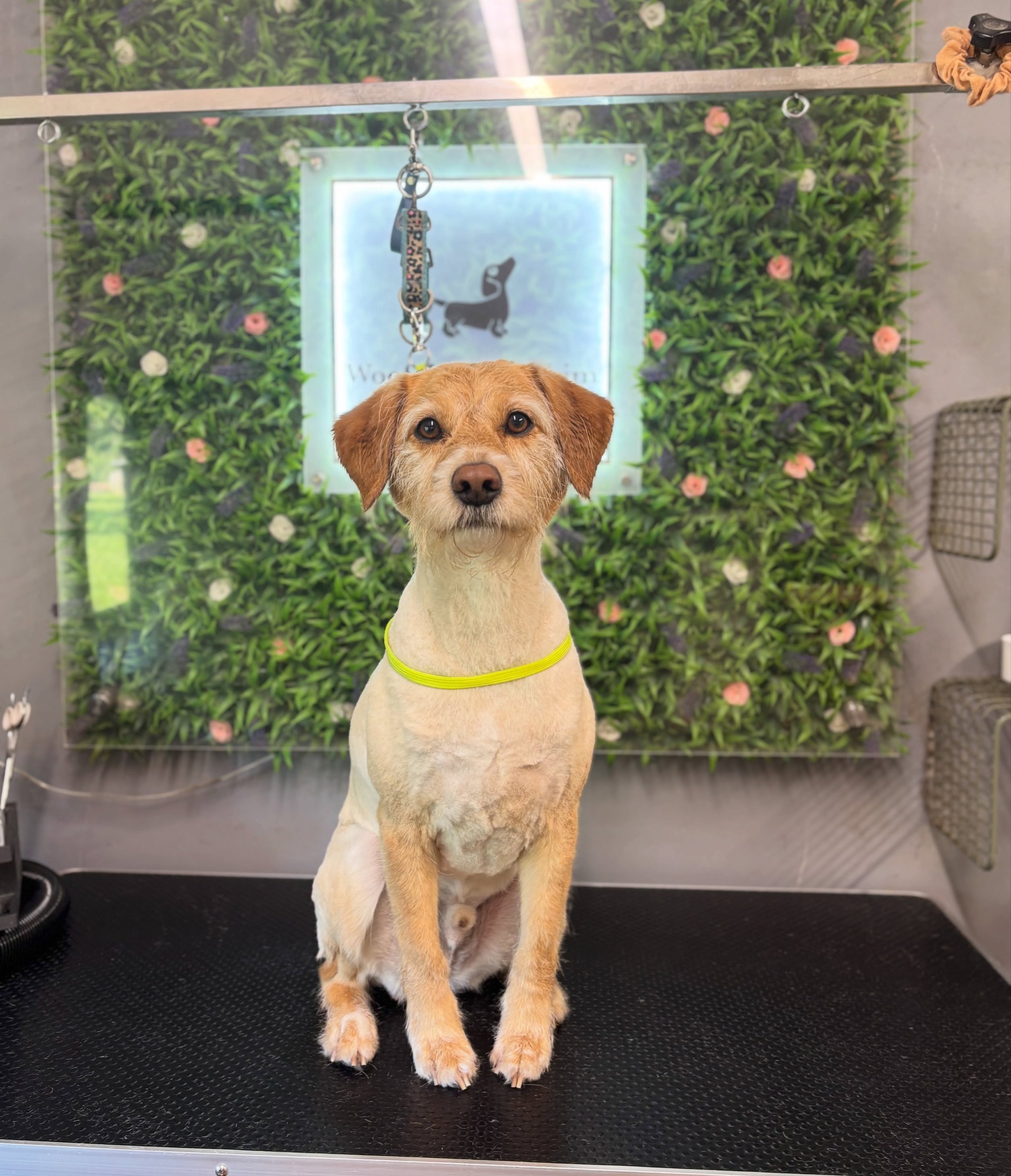 Marley- how stinking cute is he!!, Mabel, Teddy &amp; Coco ☺️. 
Everyone&rsquo;s loving their summer cuts ready for the upcoming weather 🤭☀️