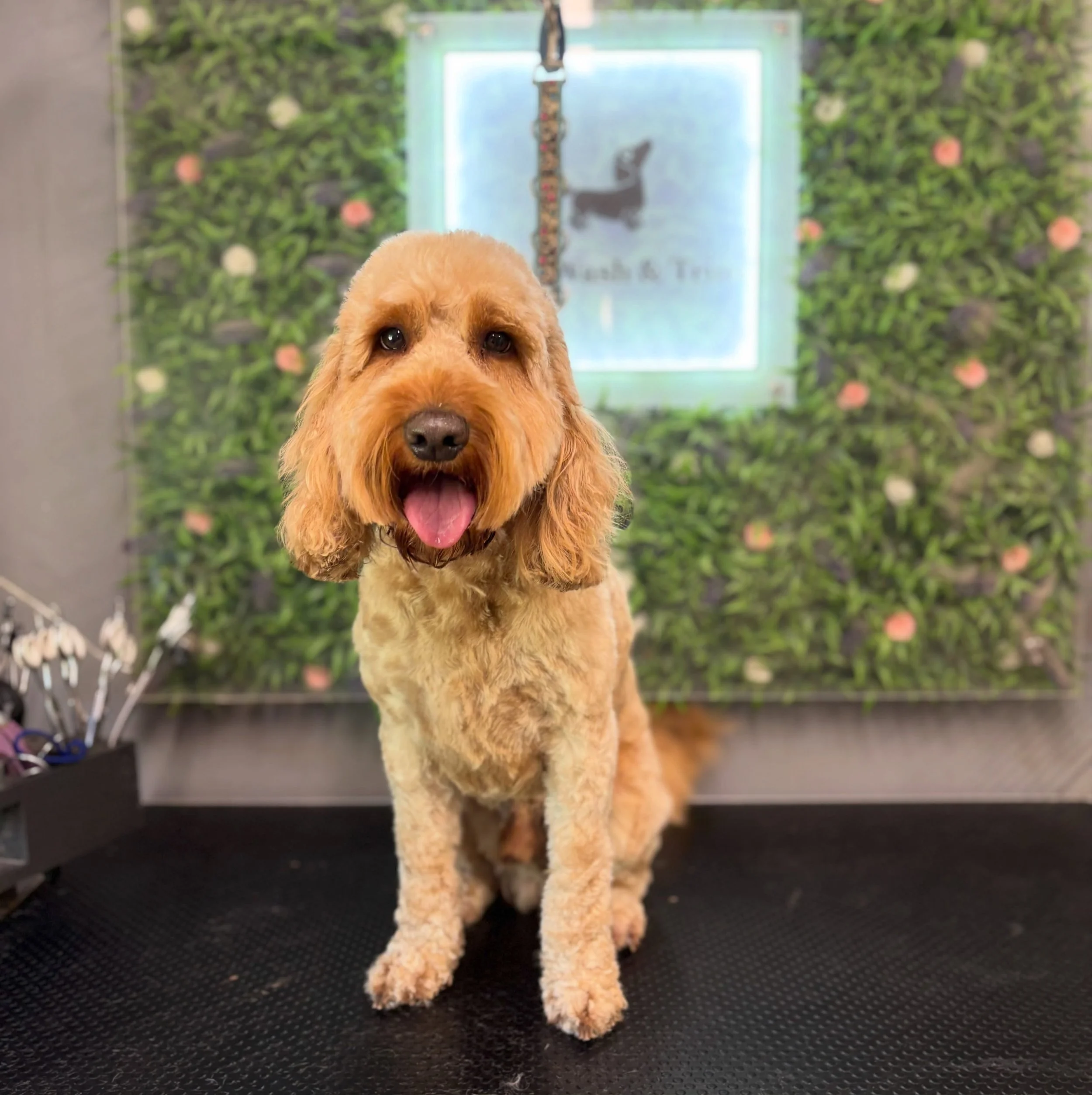 Hugo, Harley, Mabel 💝

Otis and Frankie also came for a haircut but both wouldn&rsquo;t sit still for a picture 😆