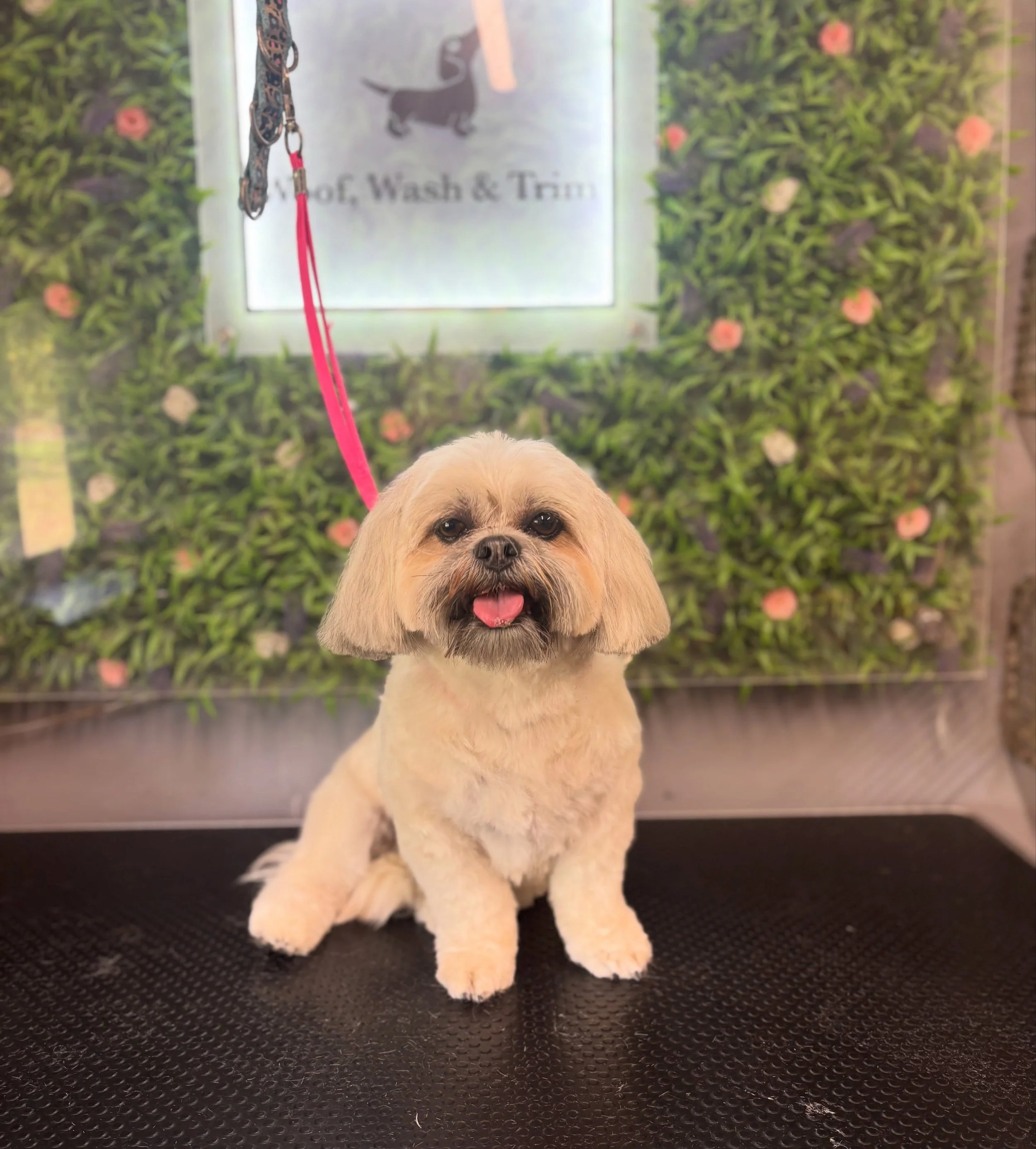 Bonnie, Yogi, Lexi for a mini groom, Loki &amp; Athena 🤩💕