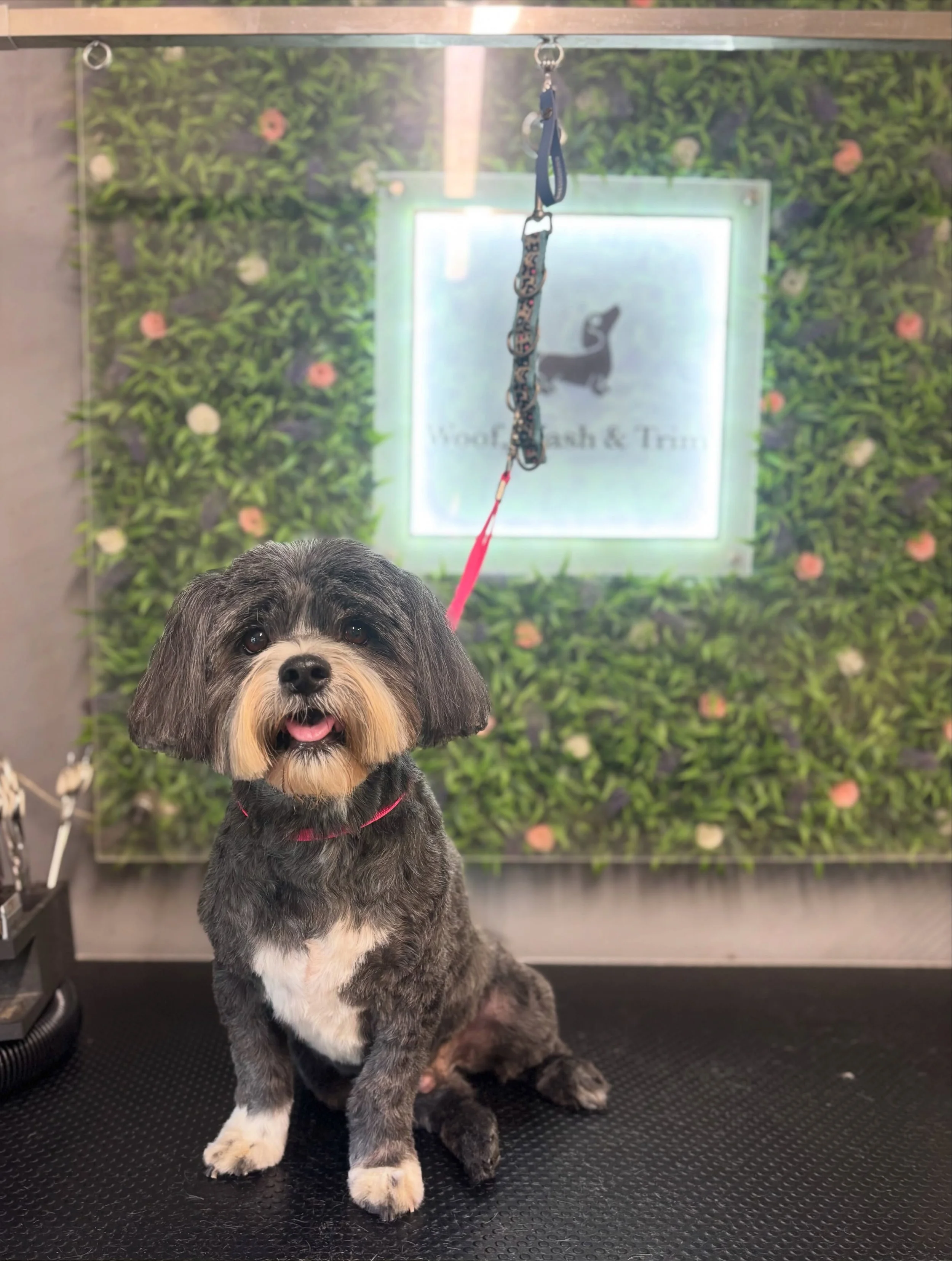 Rosco and Bailey in for a mini groom 💕