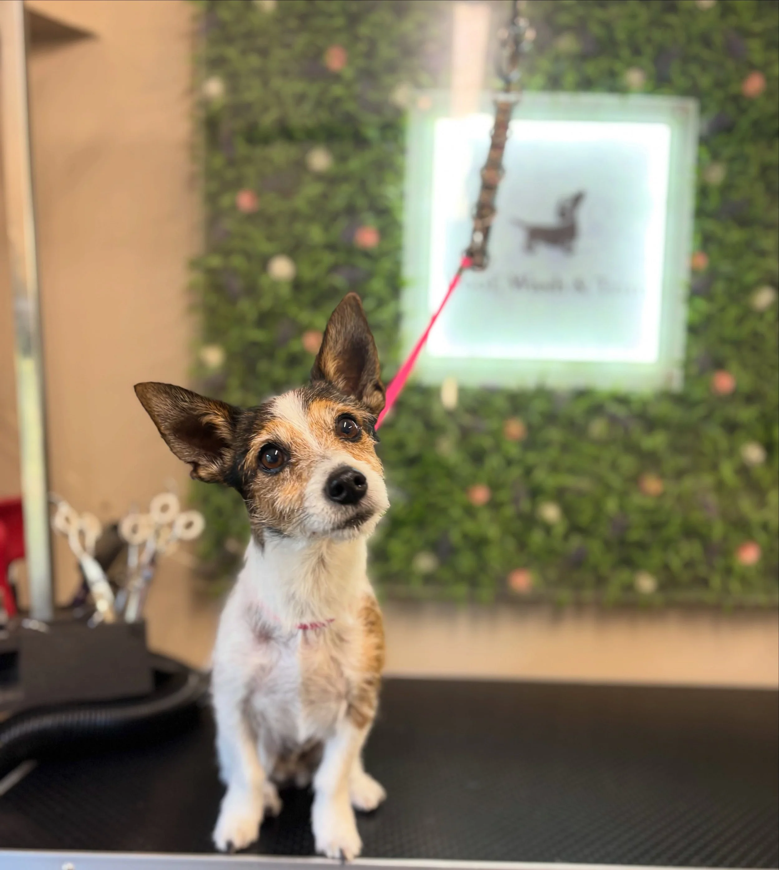 Busy busy day with: Sam, Linda &amp; Maggie, Teddy, Benji, Bonnie, Blossom and Harley &hearts;️

Thank you so much to all pawrents and pups for keeping me so busy!! 💗