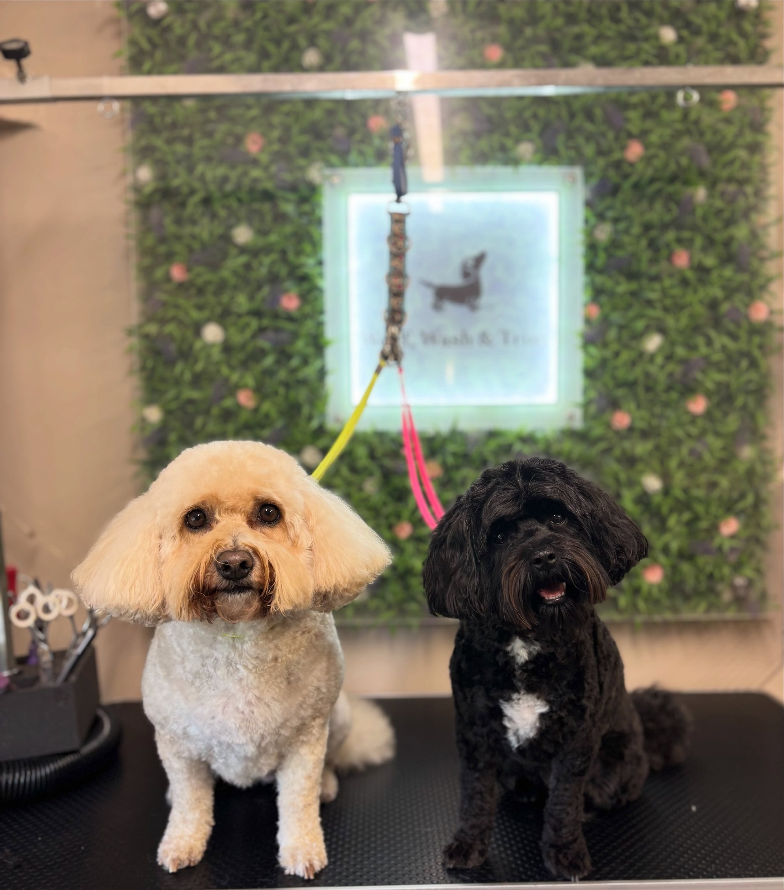 Nelly &amp; Hetty, Coco and Leia 💗