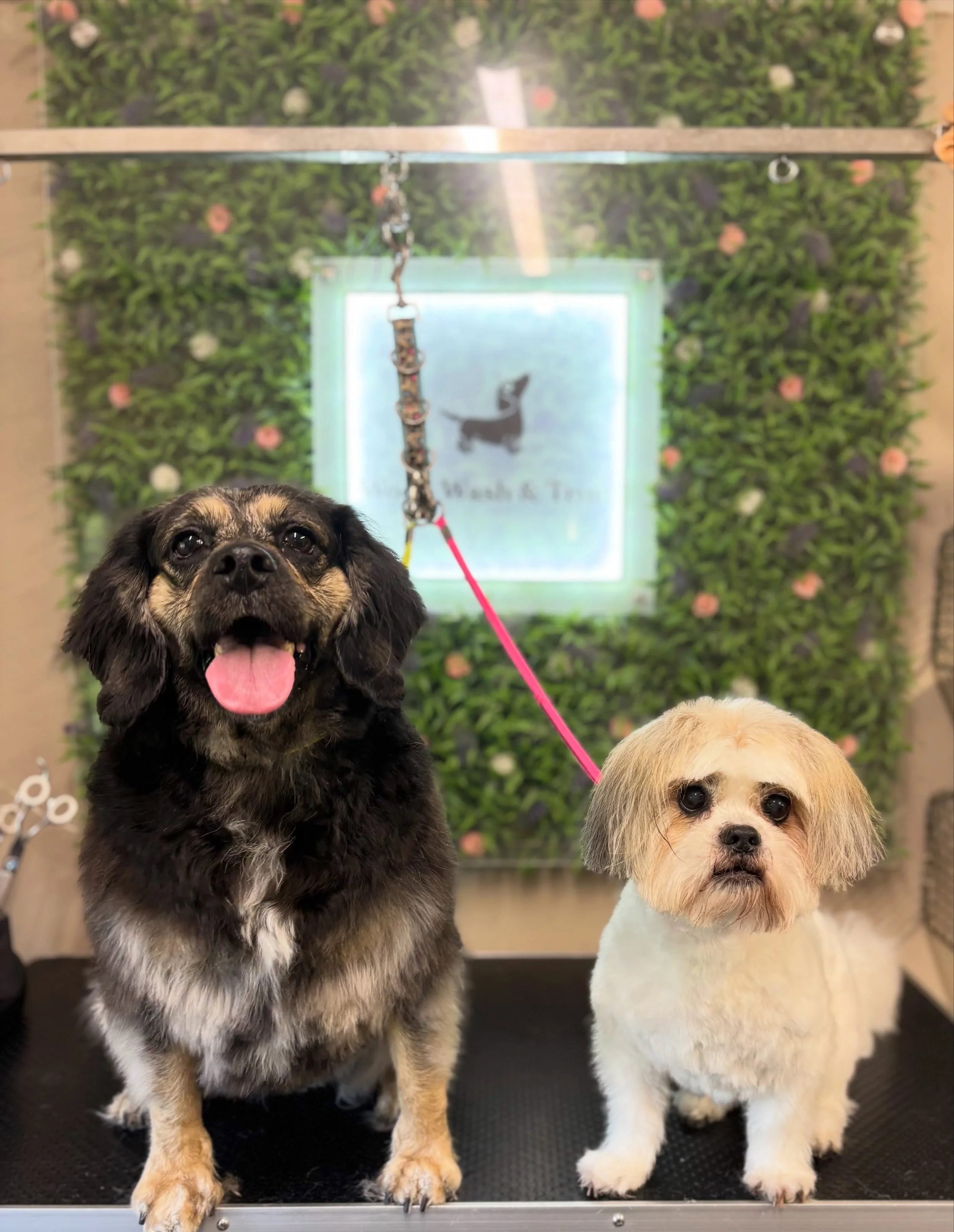 Penny &amp; Sally, Max, Chilli &amp; Lola 🤭