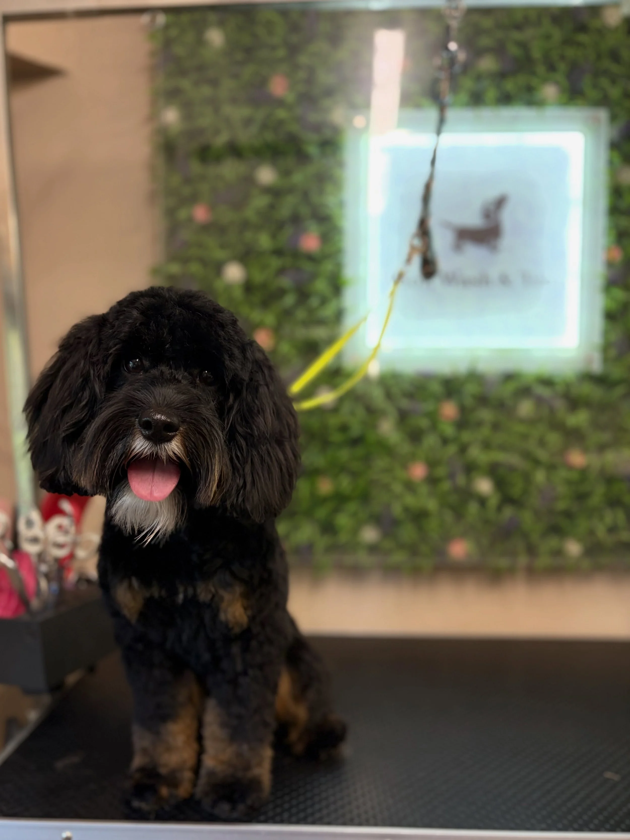 Guinness, Ralph for a mini groom, Beau, Milo for a mini groom and Molly &hearts;️