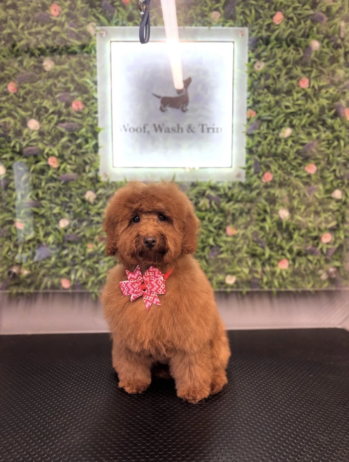 Puppy groom photo at woof wash trim dog groomers