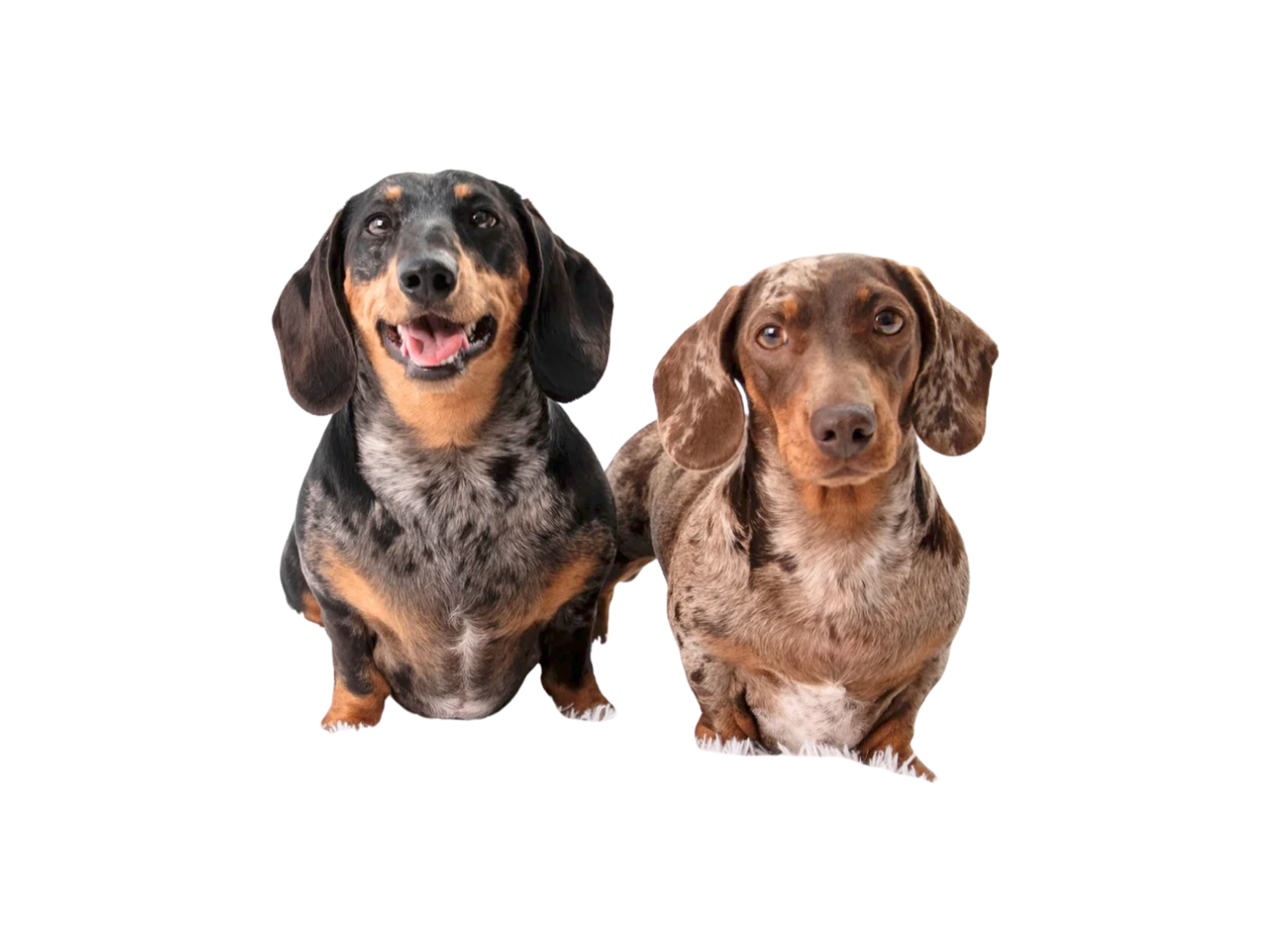 sammi's two dachshunds love to go to woof wash and trim