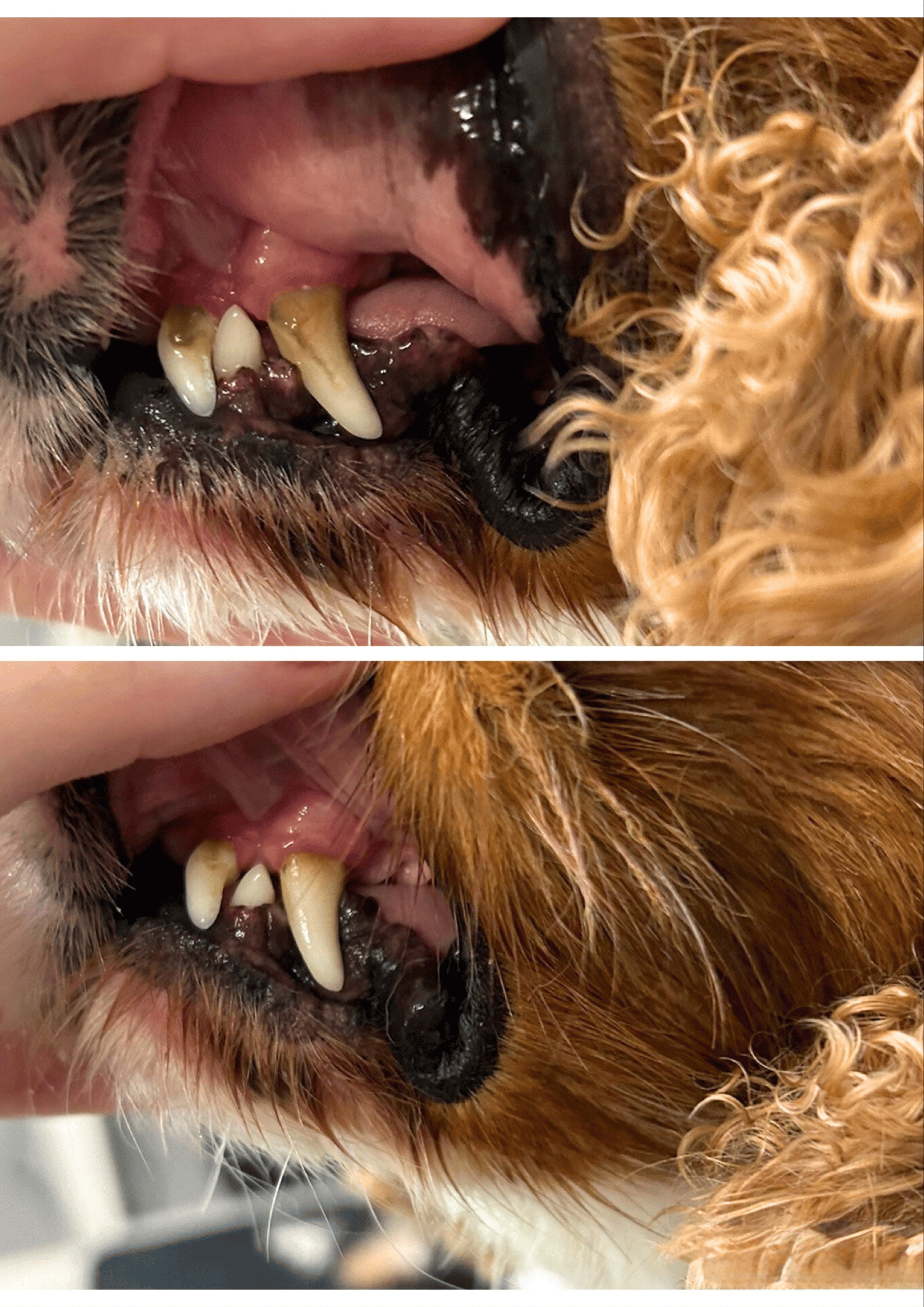 Teeth cleaning available at woof wash trim as an additional service with your groom or bath and dry