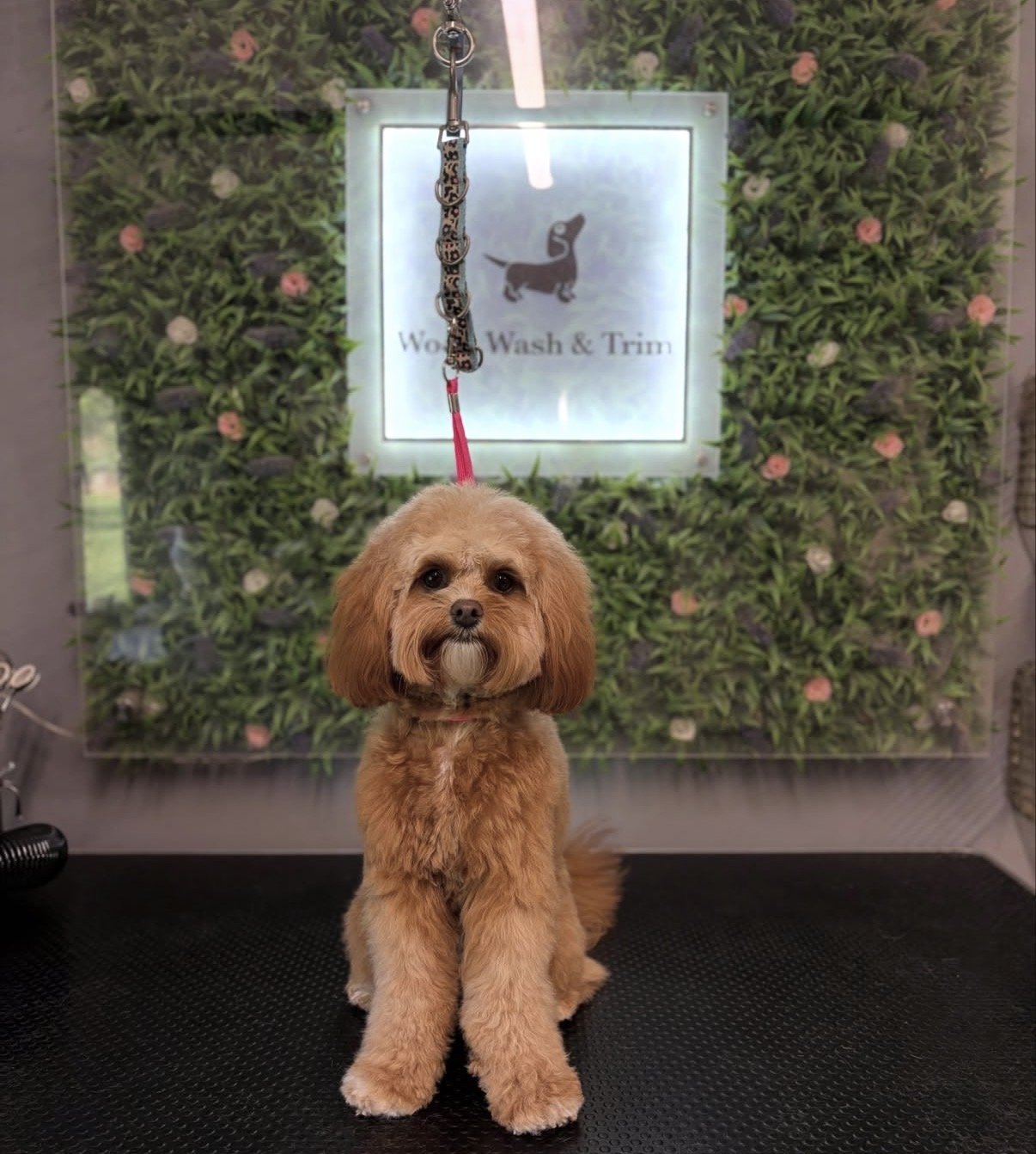 Full grooms available at woof wash trim for long coat dogs such as Cockapoos, Shih Tzus and Golden Retrievers