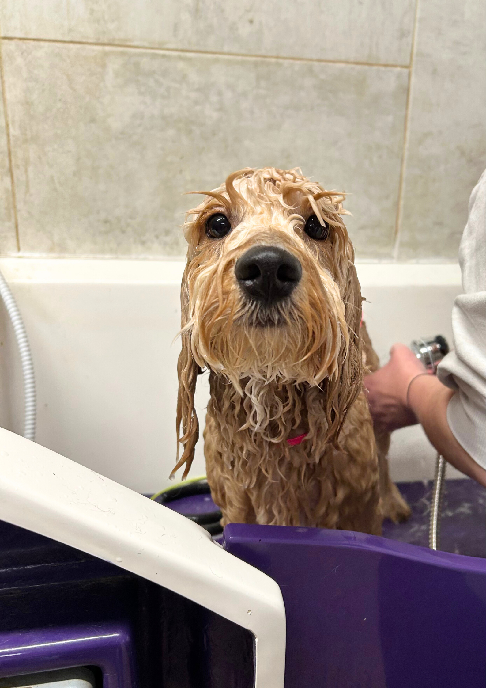 Bath and dry photo of a dog getting ready for a groom at woof wash and trim