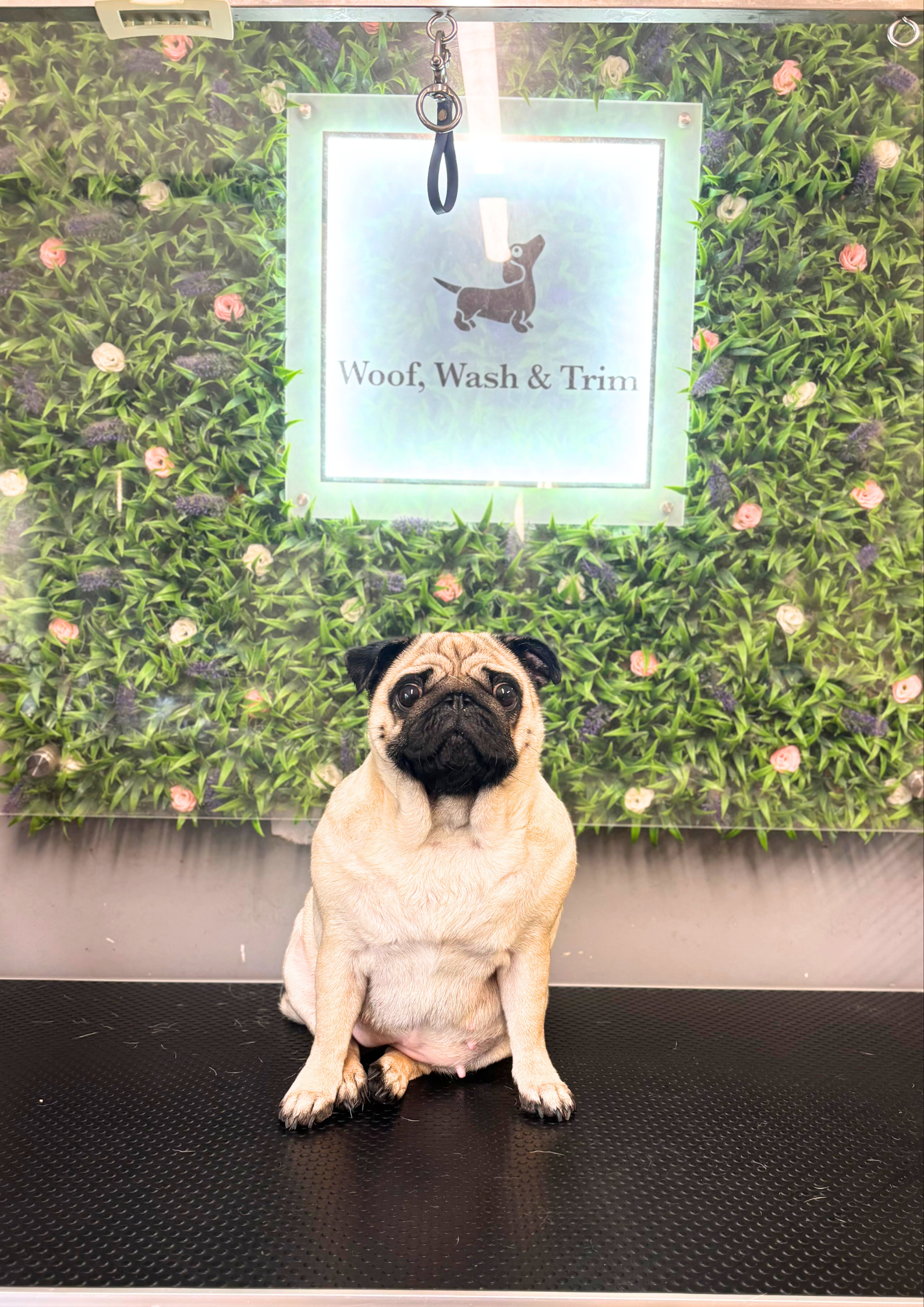 Full grooming available at woof wash trim for short haired dogs like French Bulldogs, Pugs, Labradors and Dachshunds