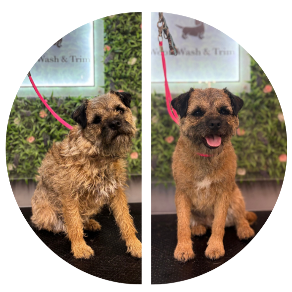 hand stripping available at woof wash trim for wire coated breeds to remove dead hair