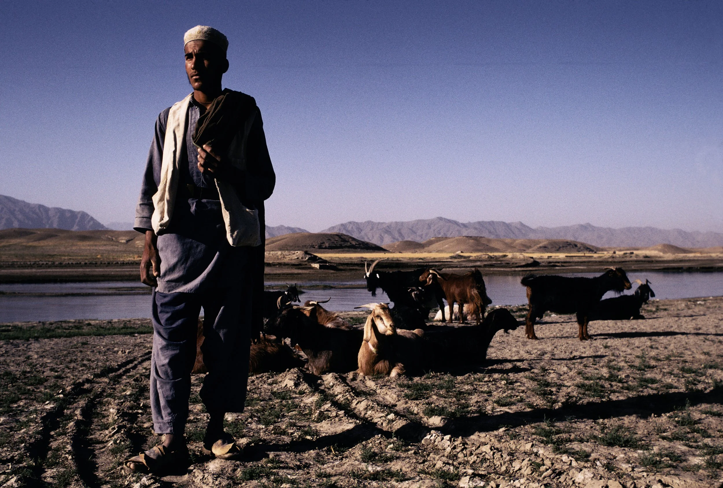 Is Goat Fucking a Consequence of a Polygamous Society?