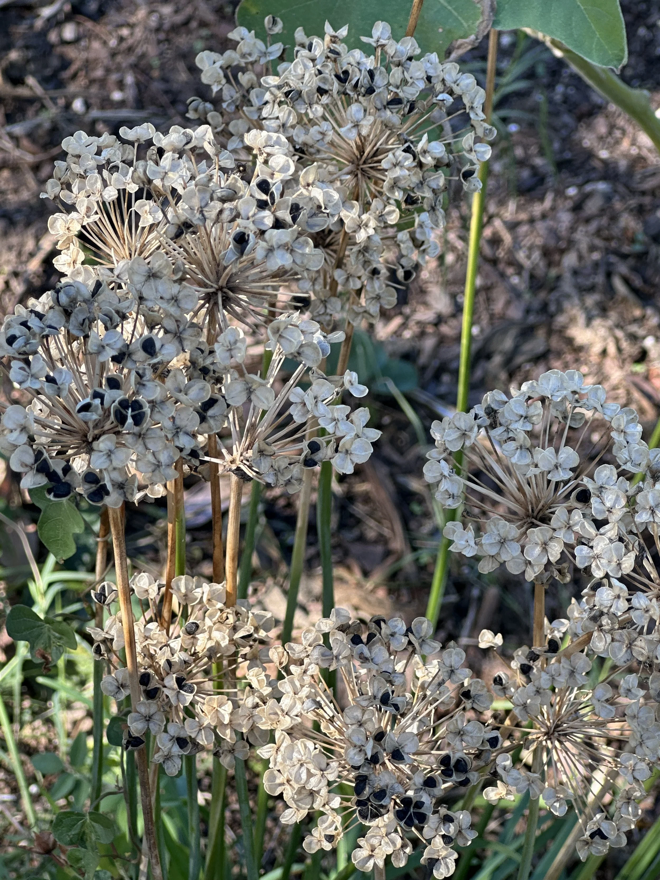 Garden Coaching Package