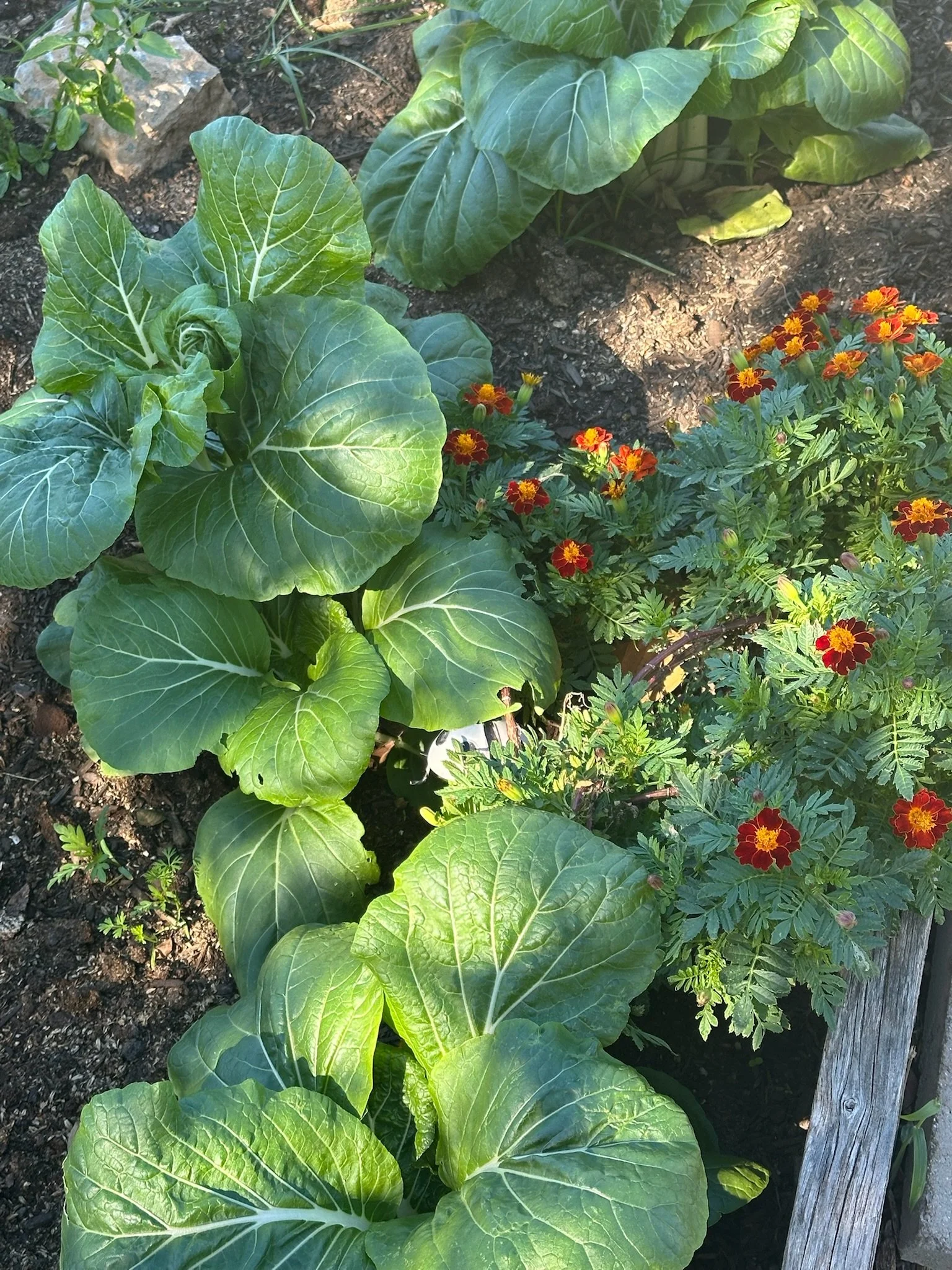 Medium Kitchen Garden