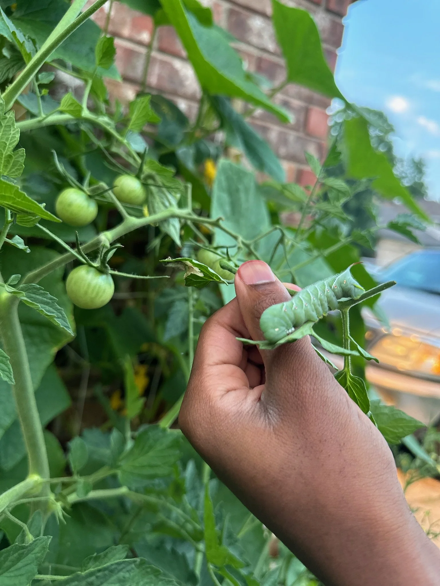 Well Planted Garden Consultation