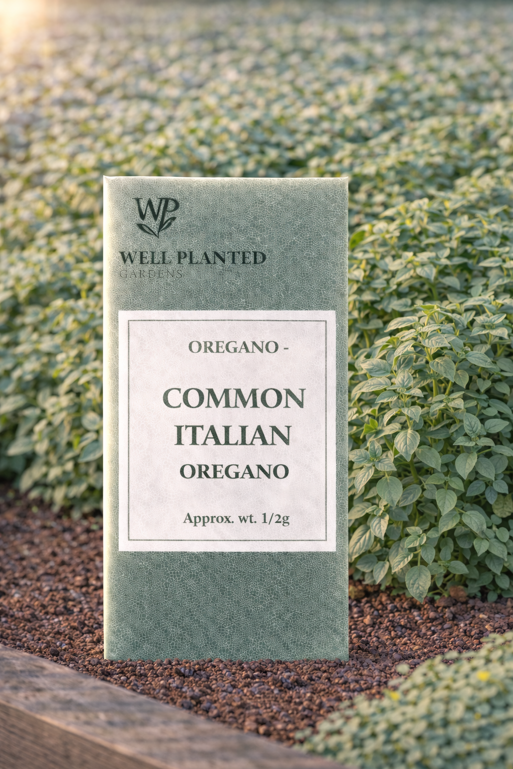 Common Italian Oregano