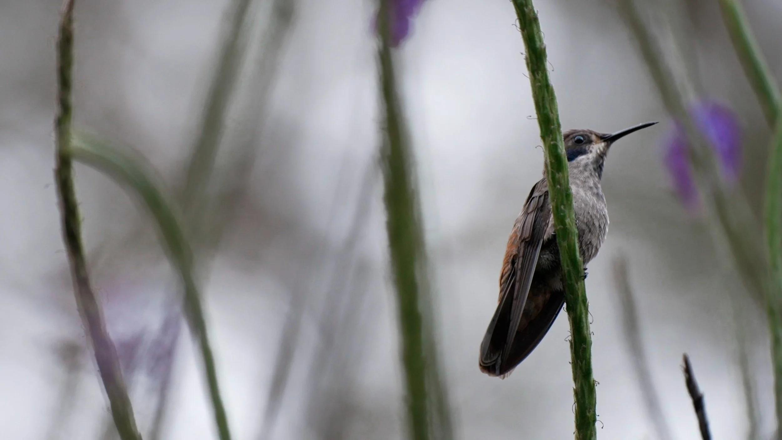 Verdesana Video Stills-028.jpg