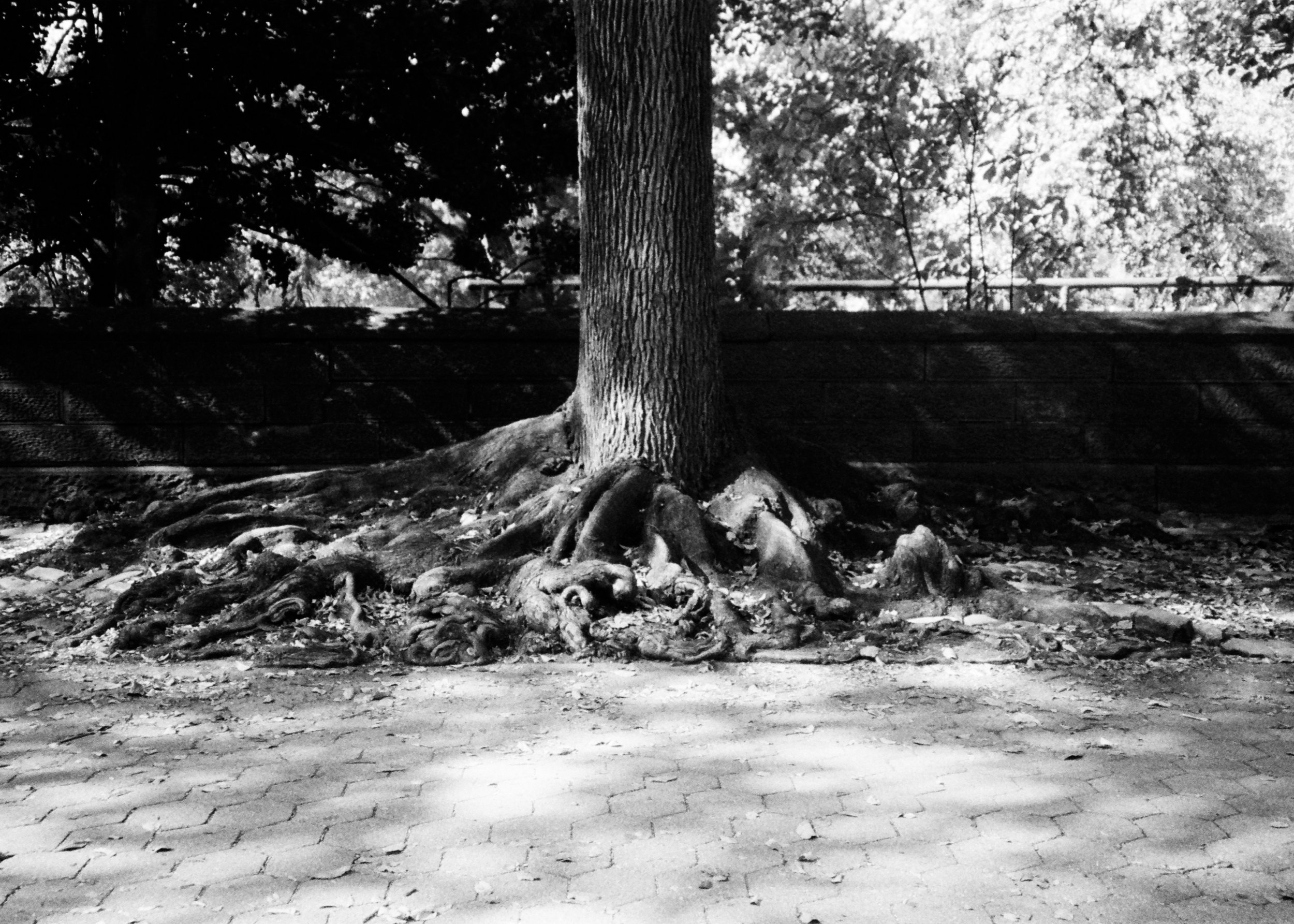 TreeRoots01 copy.jpg