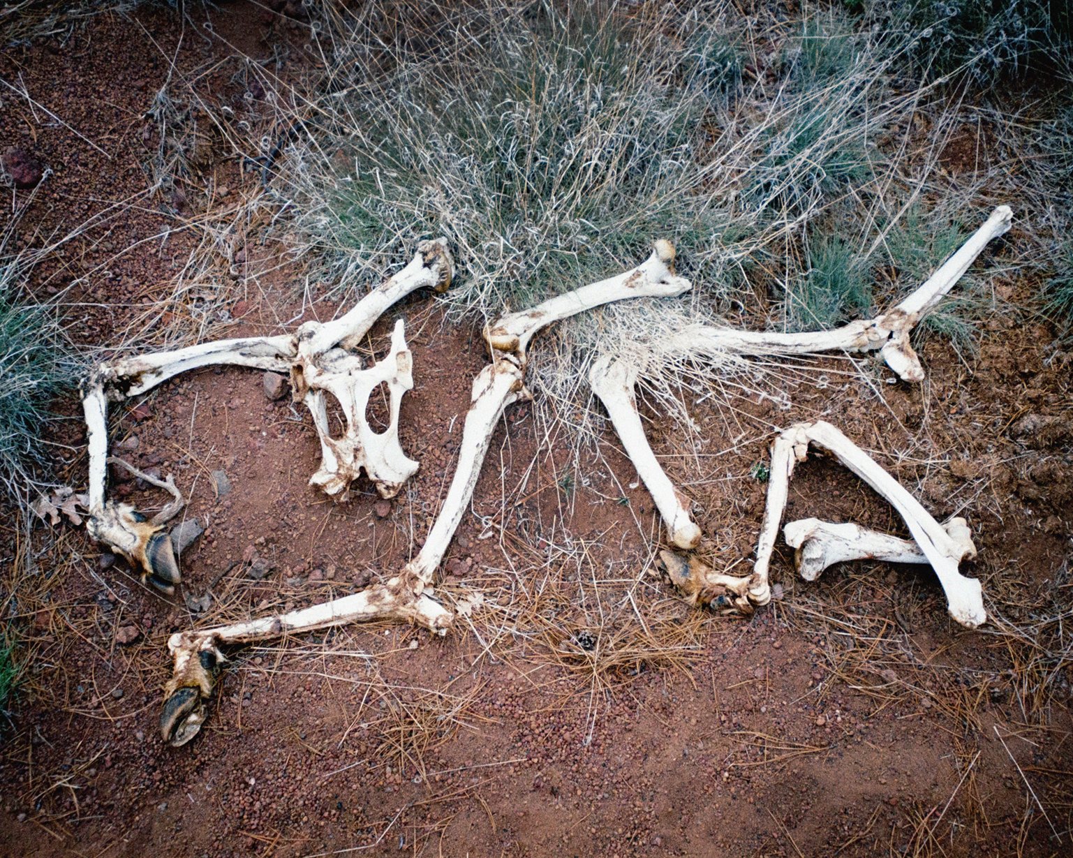 Bones01.jpg