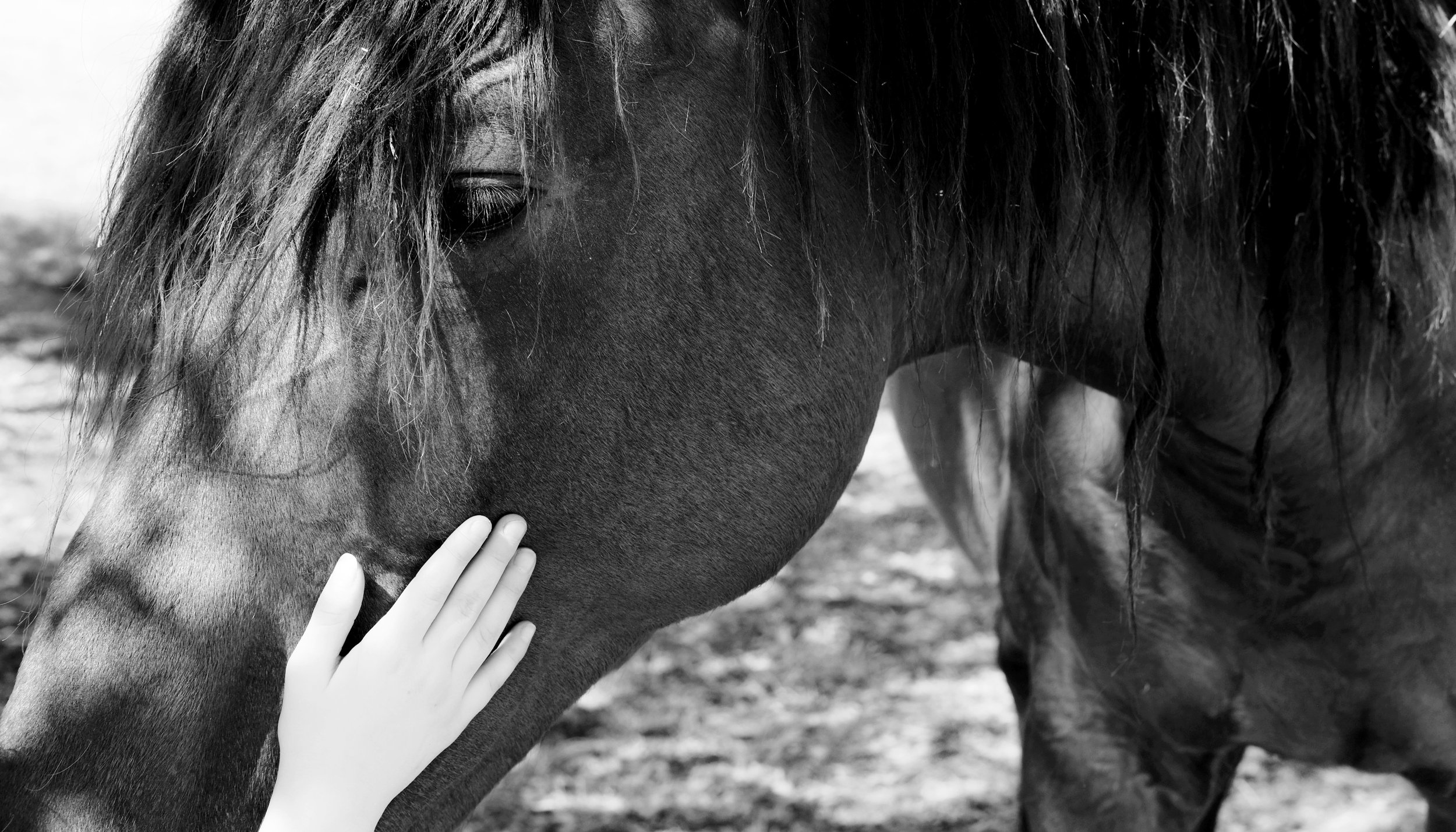 Horse Hand_businesscard.jpg