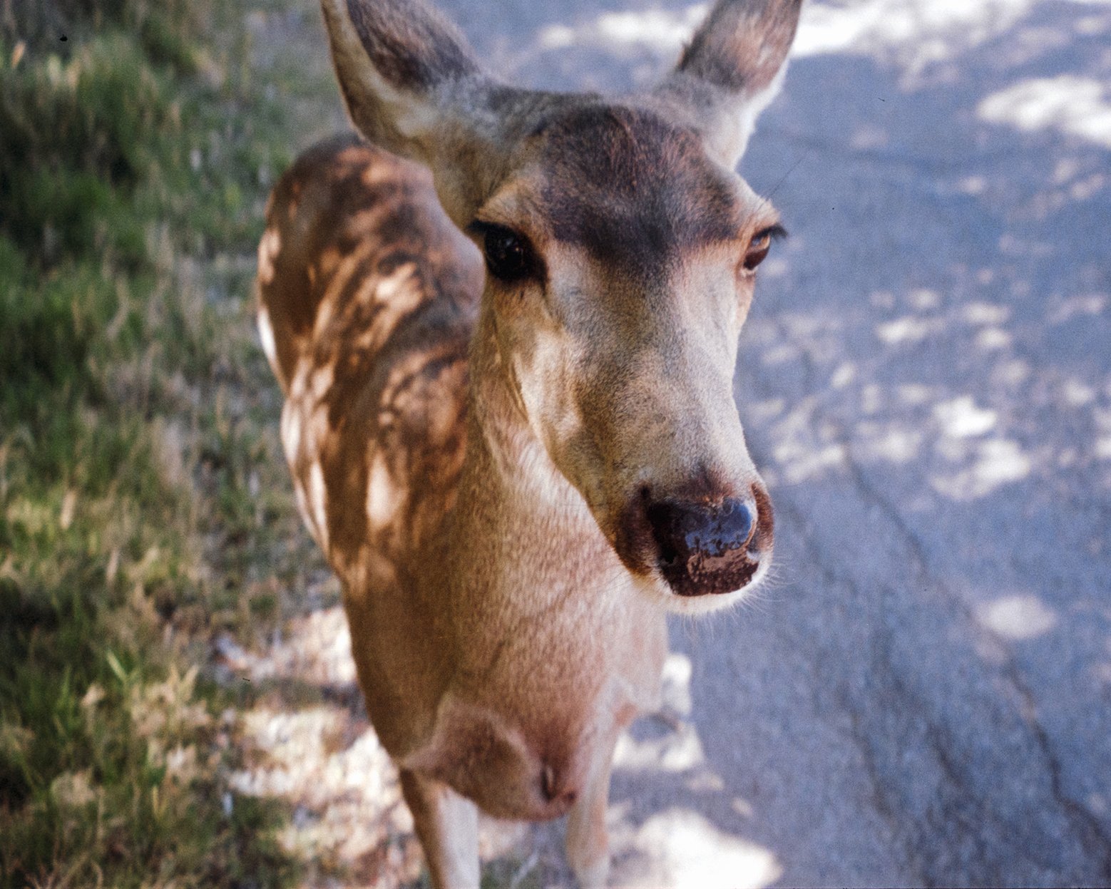 deer01.jpg