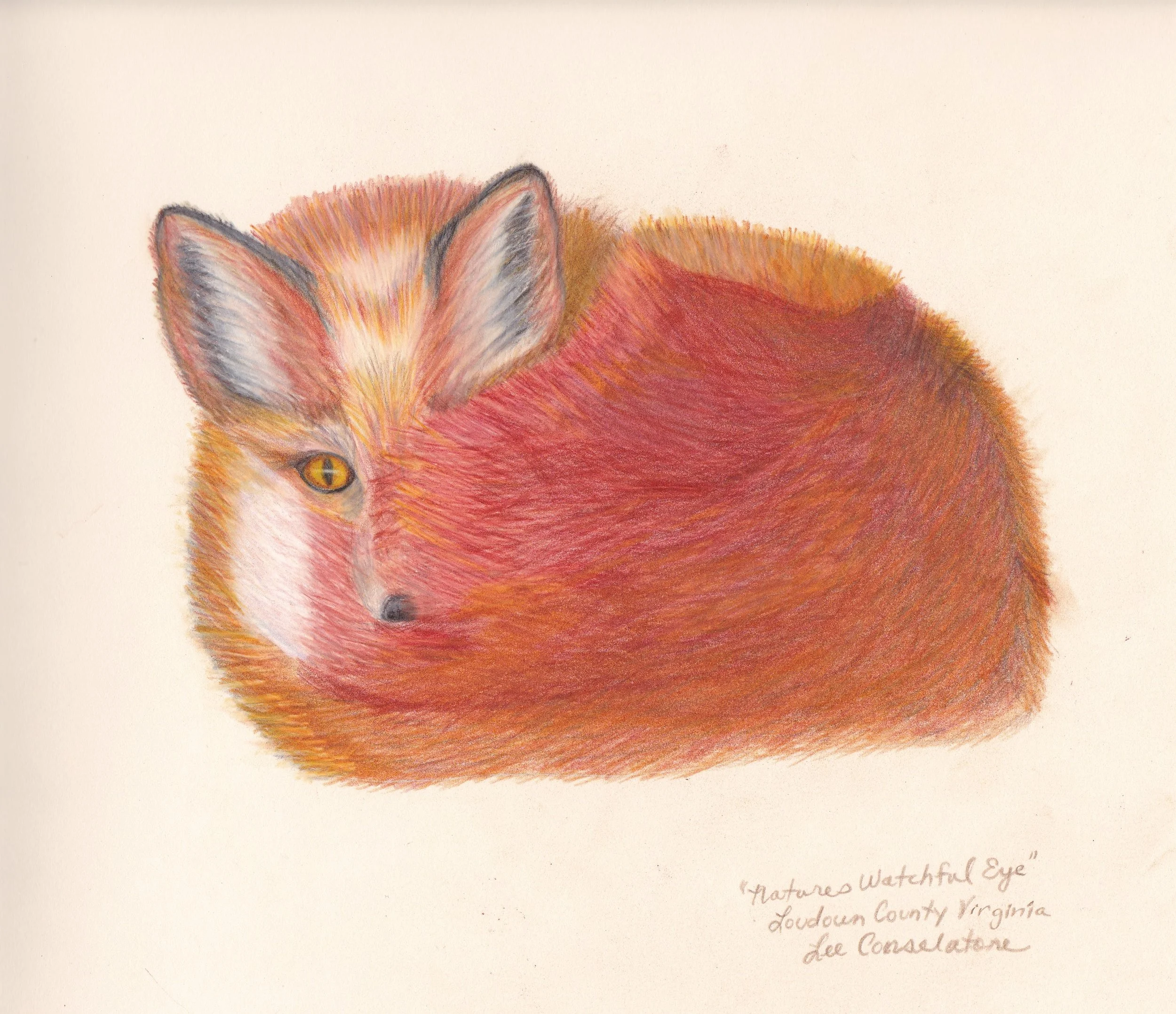 Natures Watchful Eye Low RES.jpg