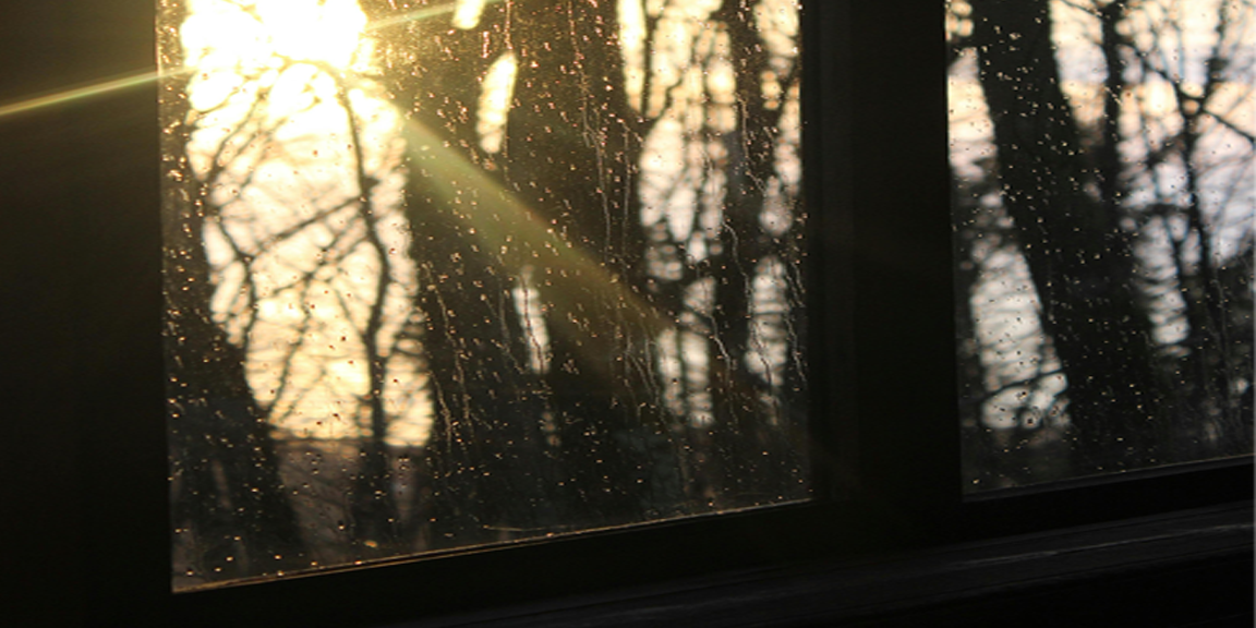 Sunlight streaming through a window, illuminating bare trees outside on a quiet morning.