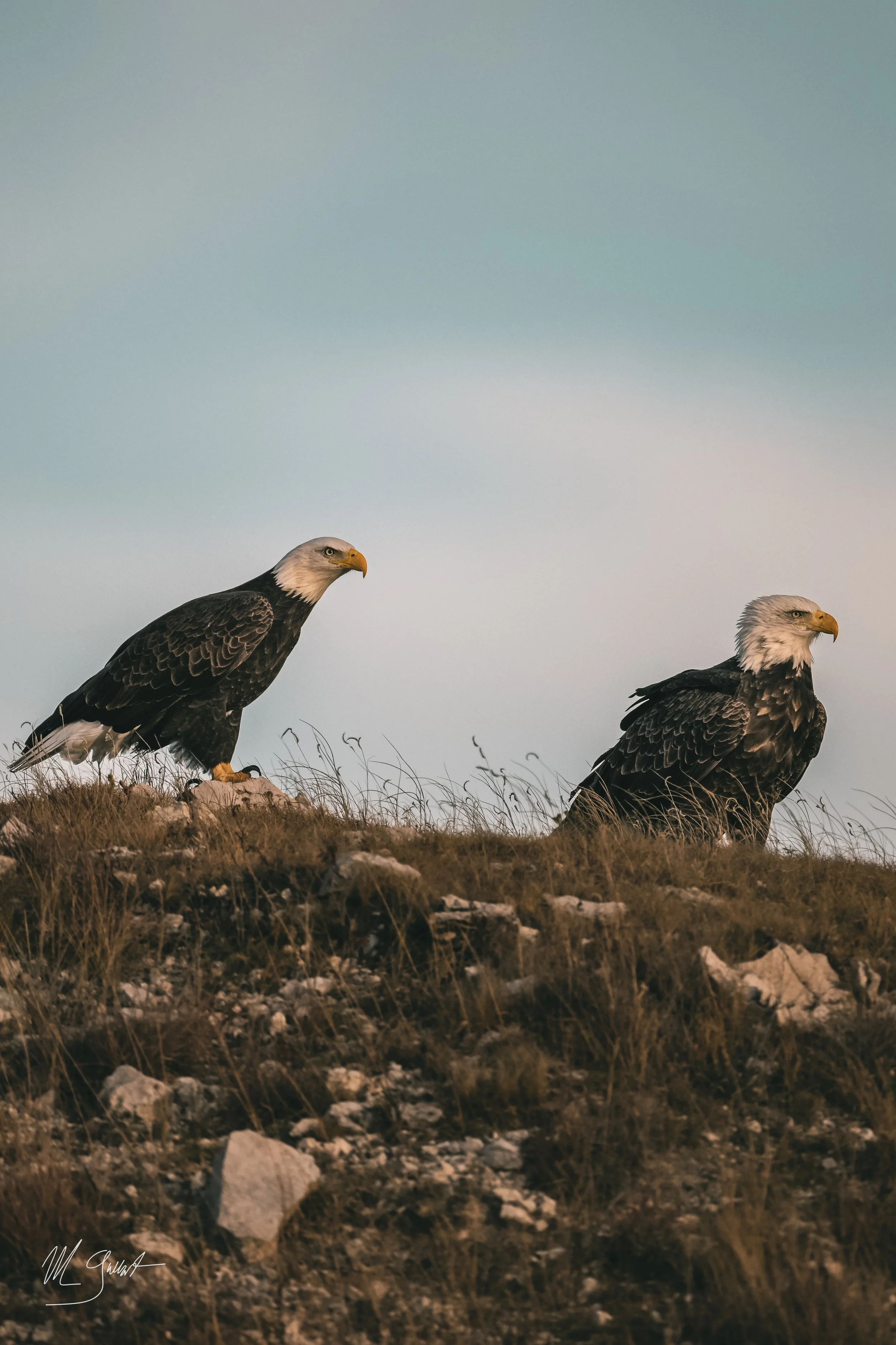 Wildlife Photography Trip Review: Custer State Park