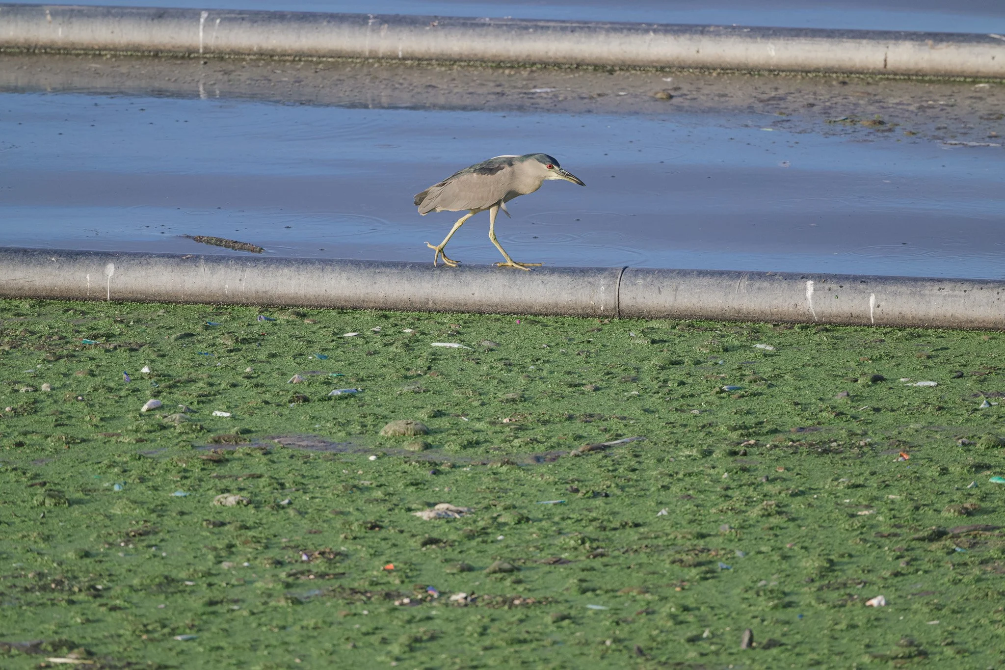 Hawaii Big Island Birding Hotspots: Diamond in the…Sewage?