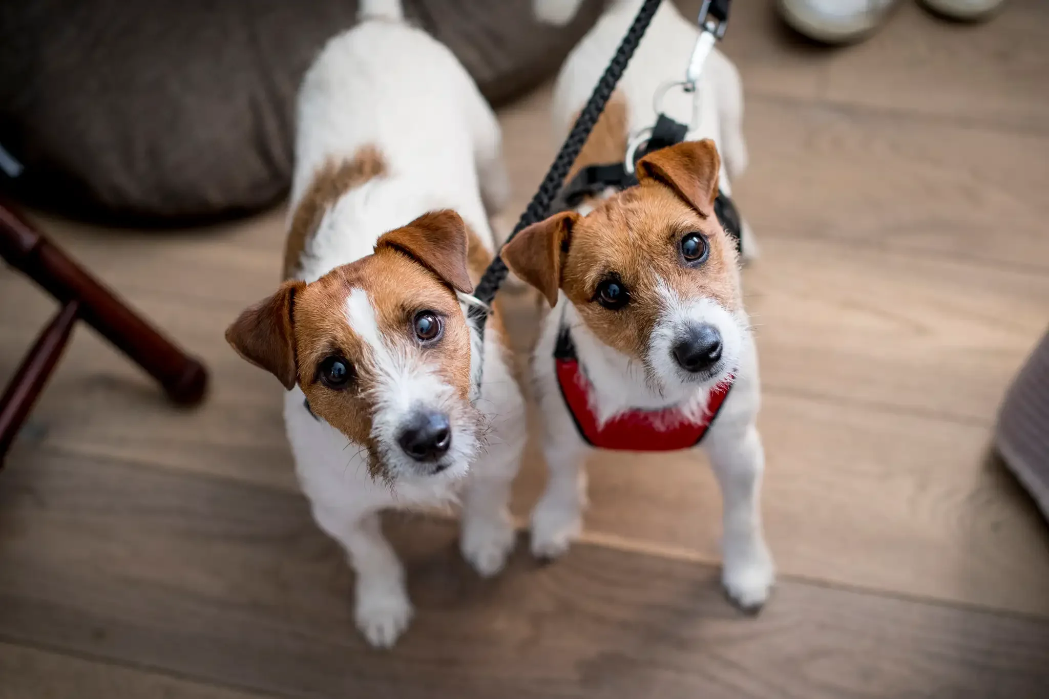 Two small dogs with brown and white fur looking up indoors on a wooden floor.