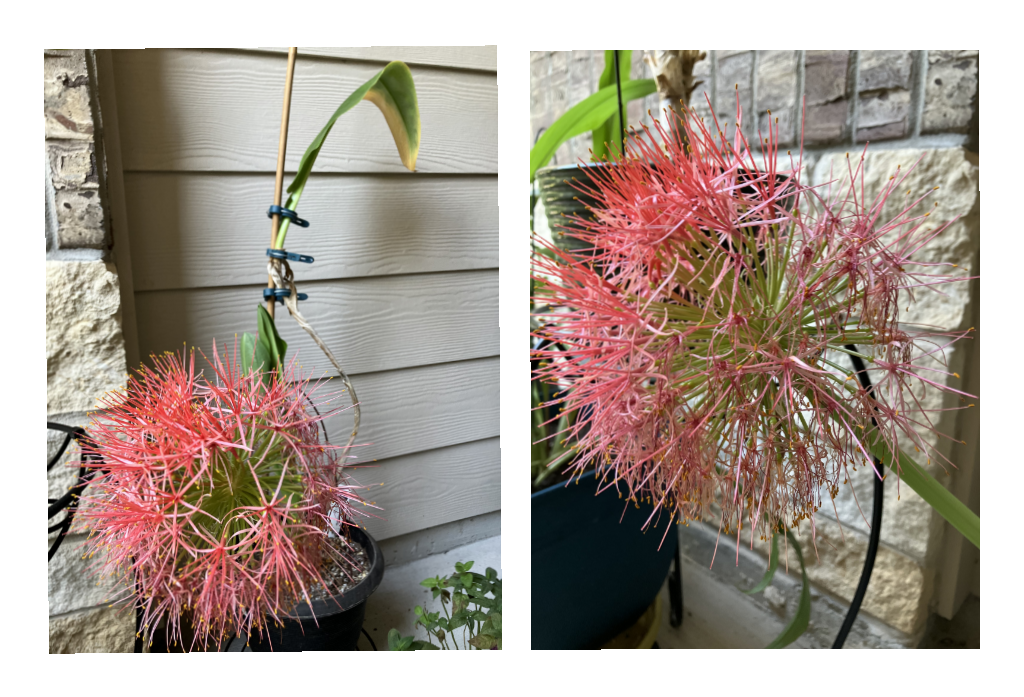 African Blood Lily on my front porch in transition 7-4-26