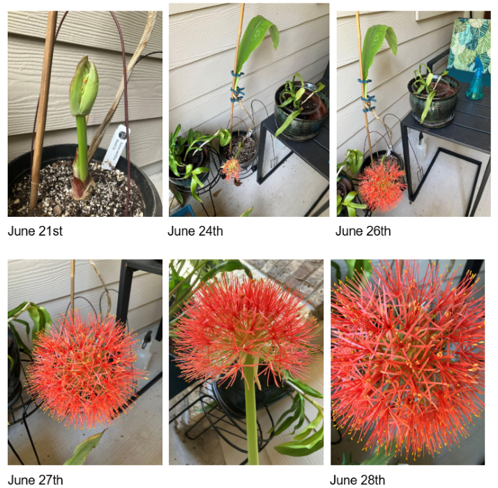Photos of the African Blood Lily's Blooming process 6-21 to 6-28-2-26