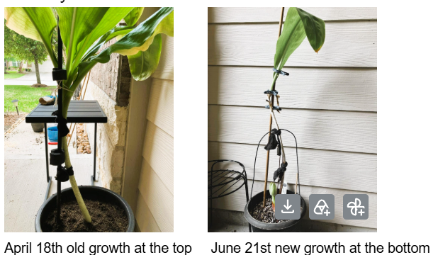 Rescuing the African Blood Lily 2026