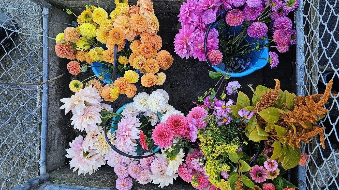 Multiple buckets of colorful flowers, including yellow, orange, pink, and white blooms, placed in a fenced outdoor area.