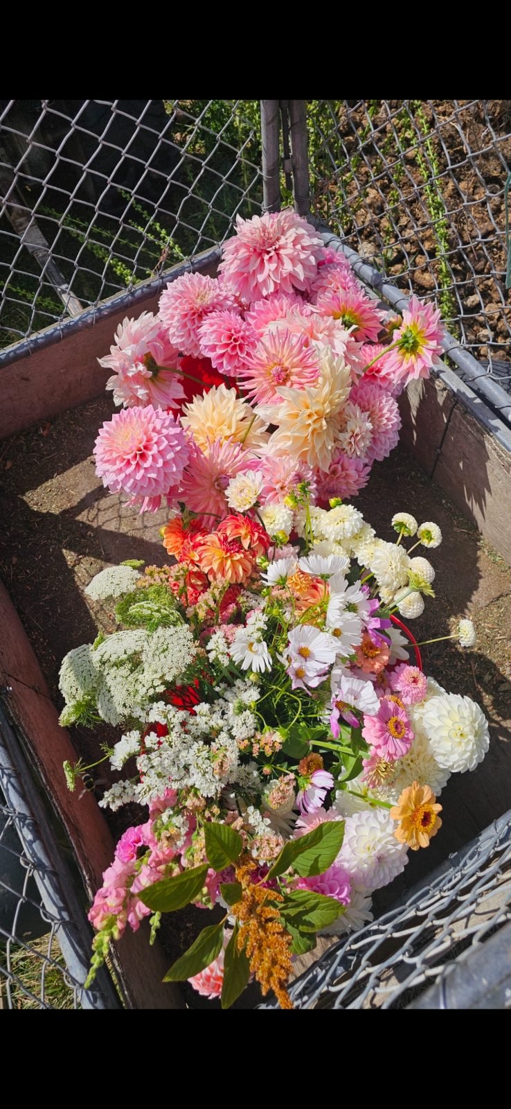 A colorful assortment of various pink, white, and peach flowers arranged in a planter box surrounded by a chain-link fence.