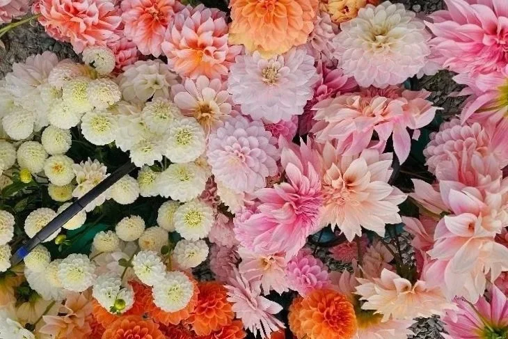 A colorful assortment of various flowers, including pink and white dahlias, orange and white chrysanthemums, and other pastel-colored flowers.