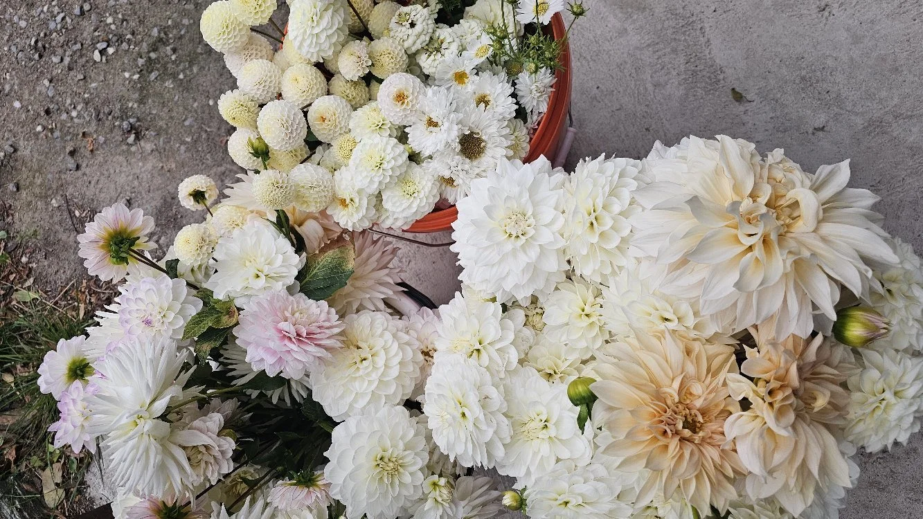 Various white and pale pink flowers, including dahlias and chrysanthemums, arranged on the ground and in a red basket.