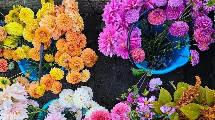 Colorful flower bouquets, including yellow, orange, white, pink, and purple flowers, arranged in blue buckets on a black surface.