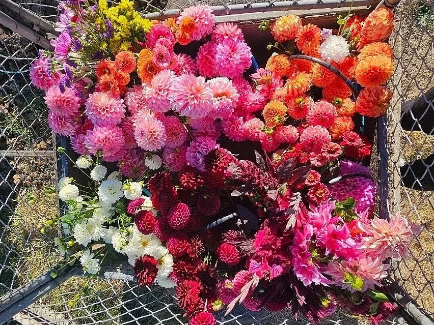 A variety of colorful flowers, including pink, white, red, orange, and purple, arranged on a wire table.