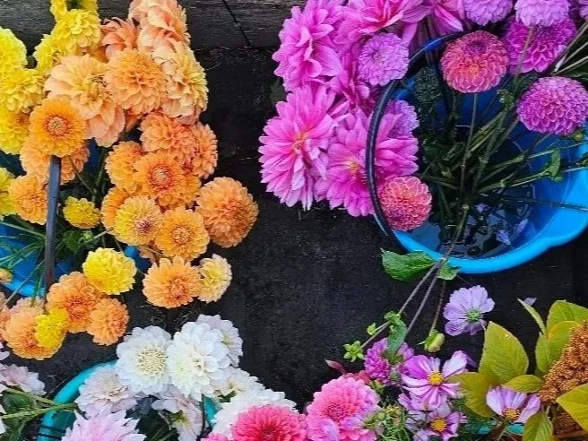 Colorful bouquets of flowers in pink, orange, yellow, and white arranged in buckets on a dark surface.