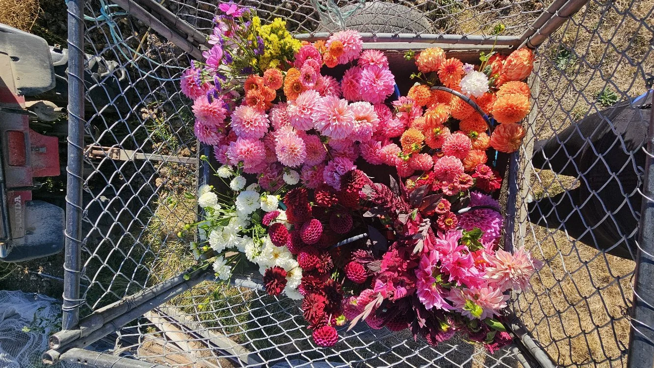 A collection of colorful flowers, including pink, orange, white, and purple blooms, placed on a wire mesh cart outdoors.