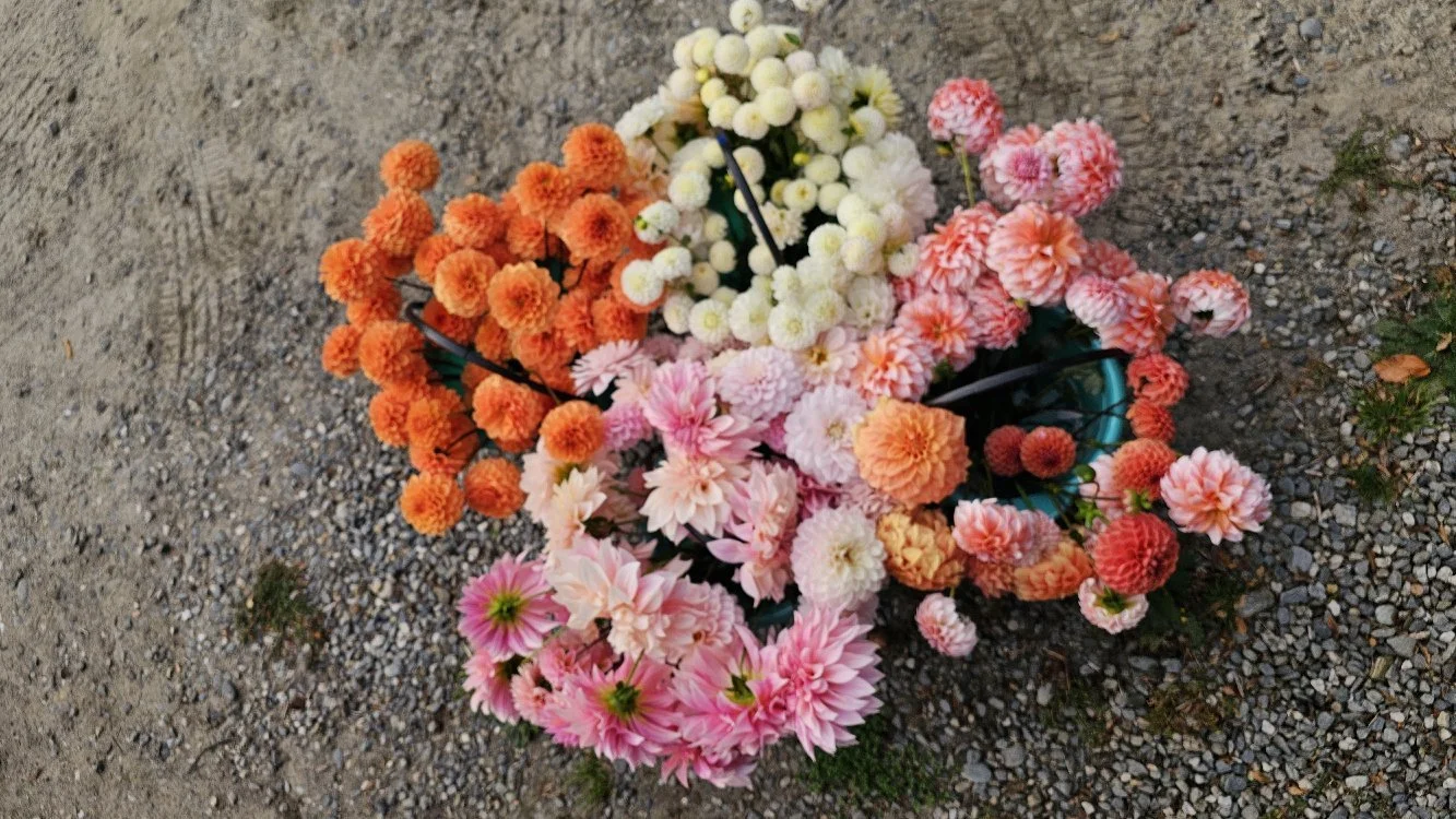 Colorful assortment of flowers, including pink, orange, white, and red blooms, laying on gravel ground.