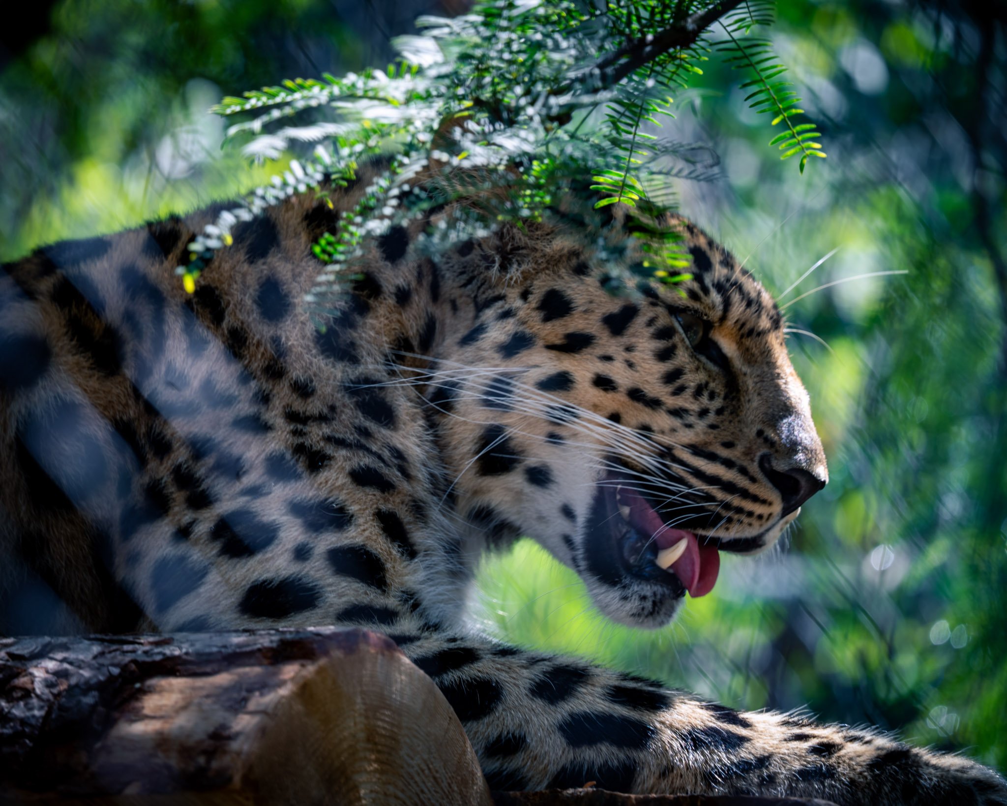 leopard-under-canopy.jpg