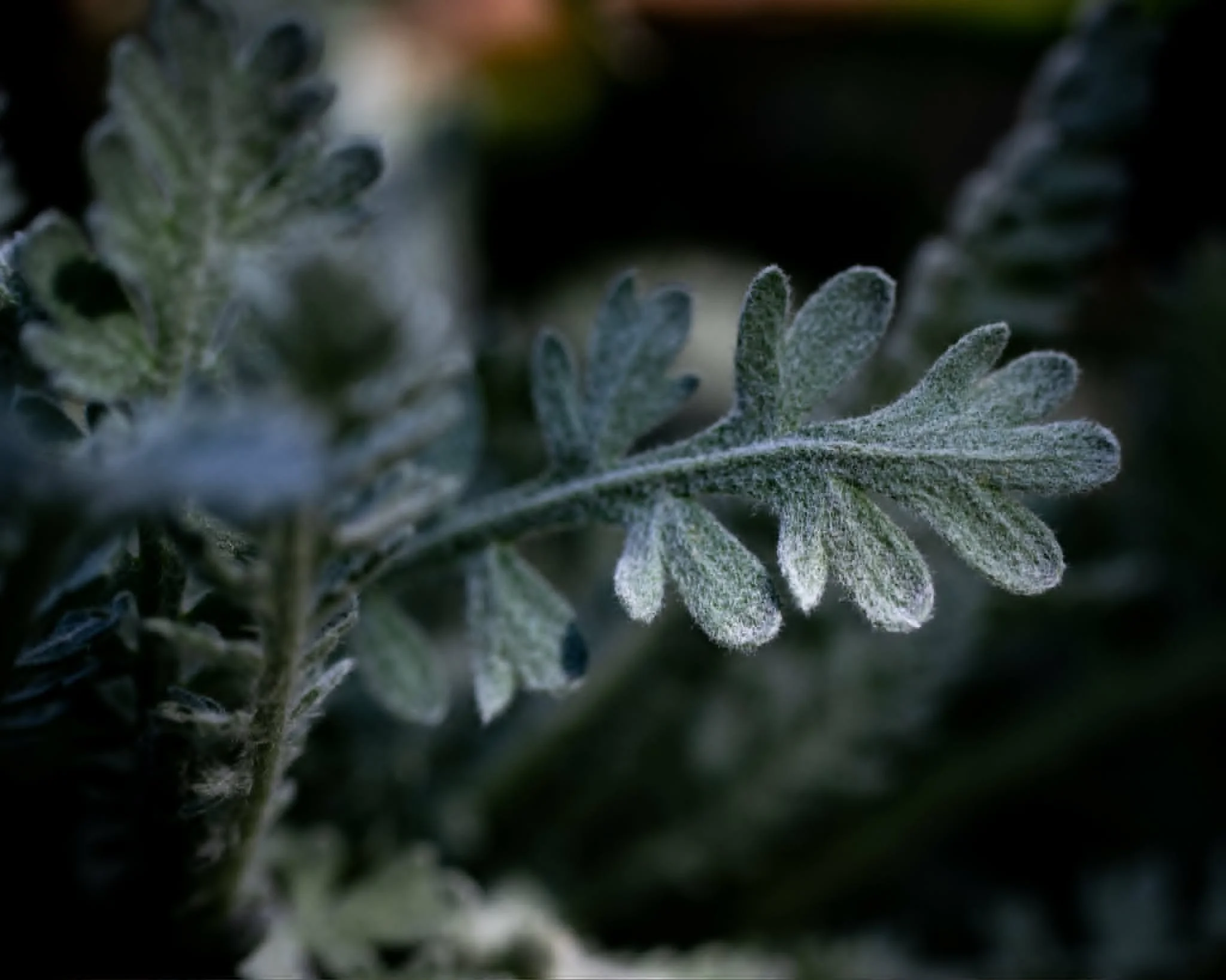 Red Velvet Yarrow (FVI-082)