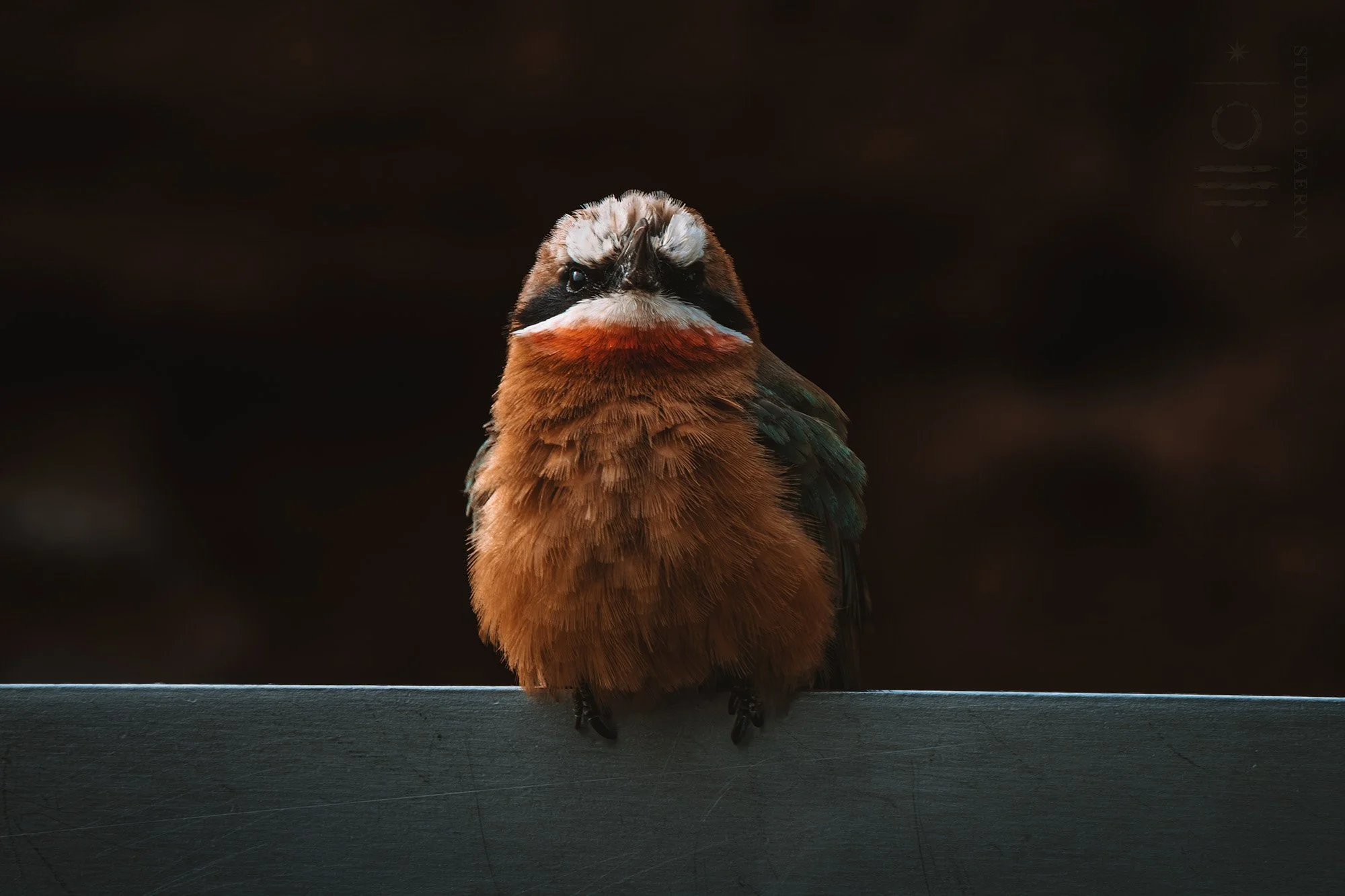 rf_birb.jpg