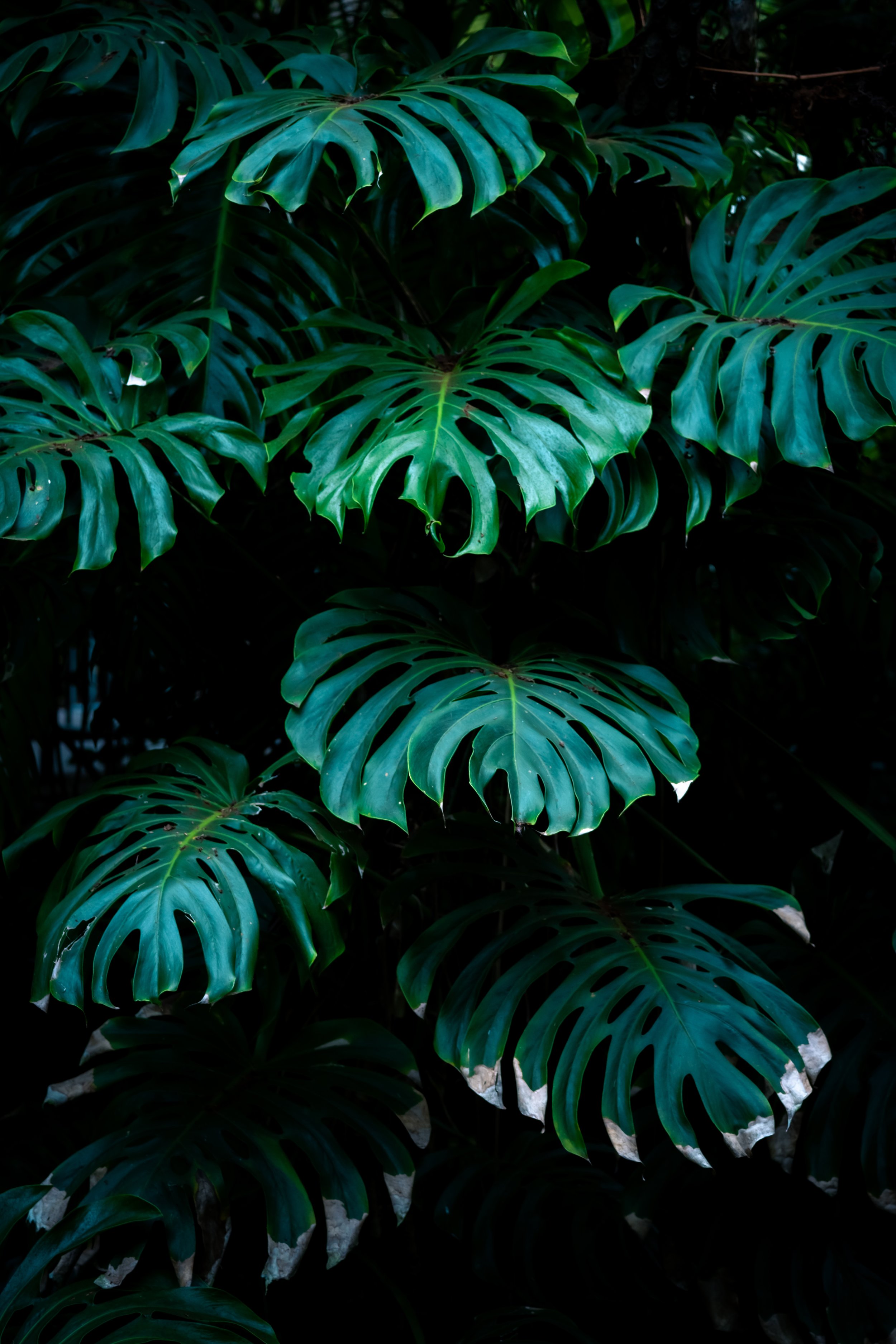 Monstera Deliciosa.jpg