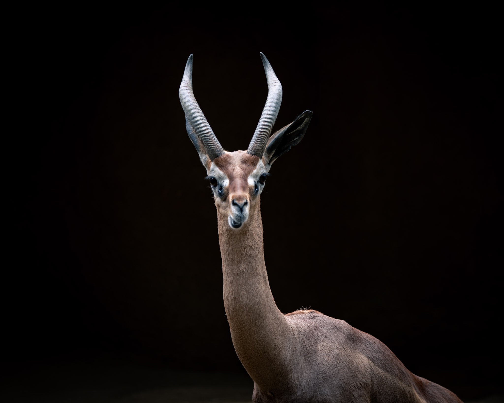 antelope-portrait.jpg